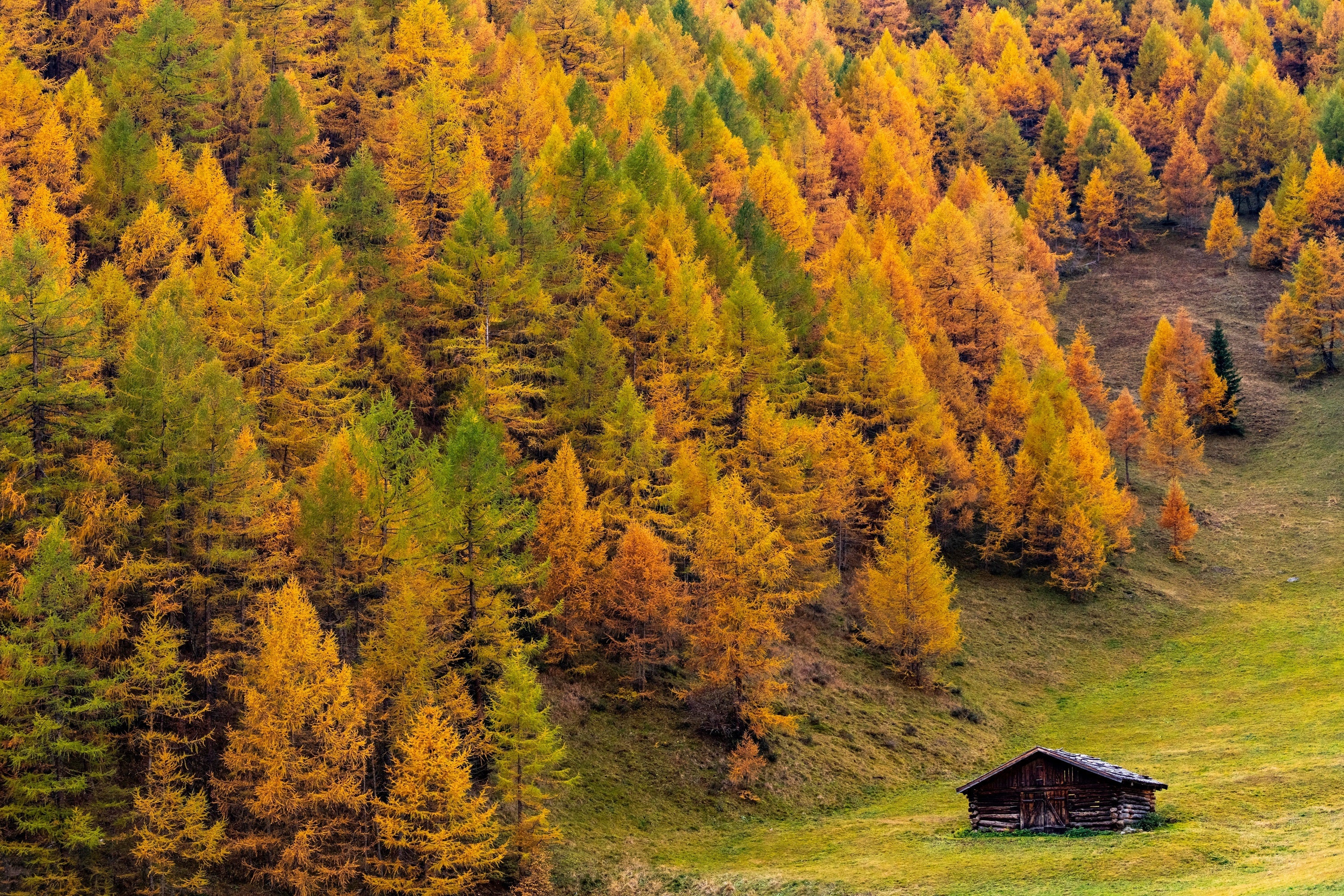 25 EUROPEAN LARCH TREE Pine Pinetree Evergreen Larix Decidua Seeds - Image 10