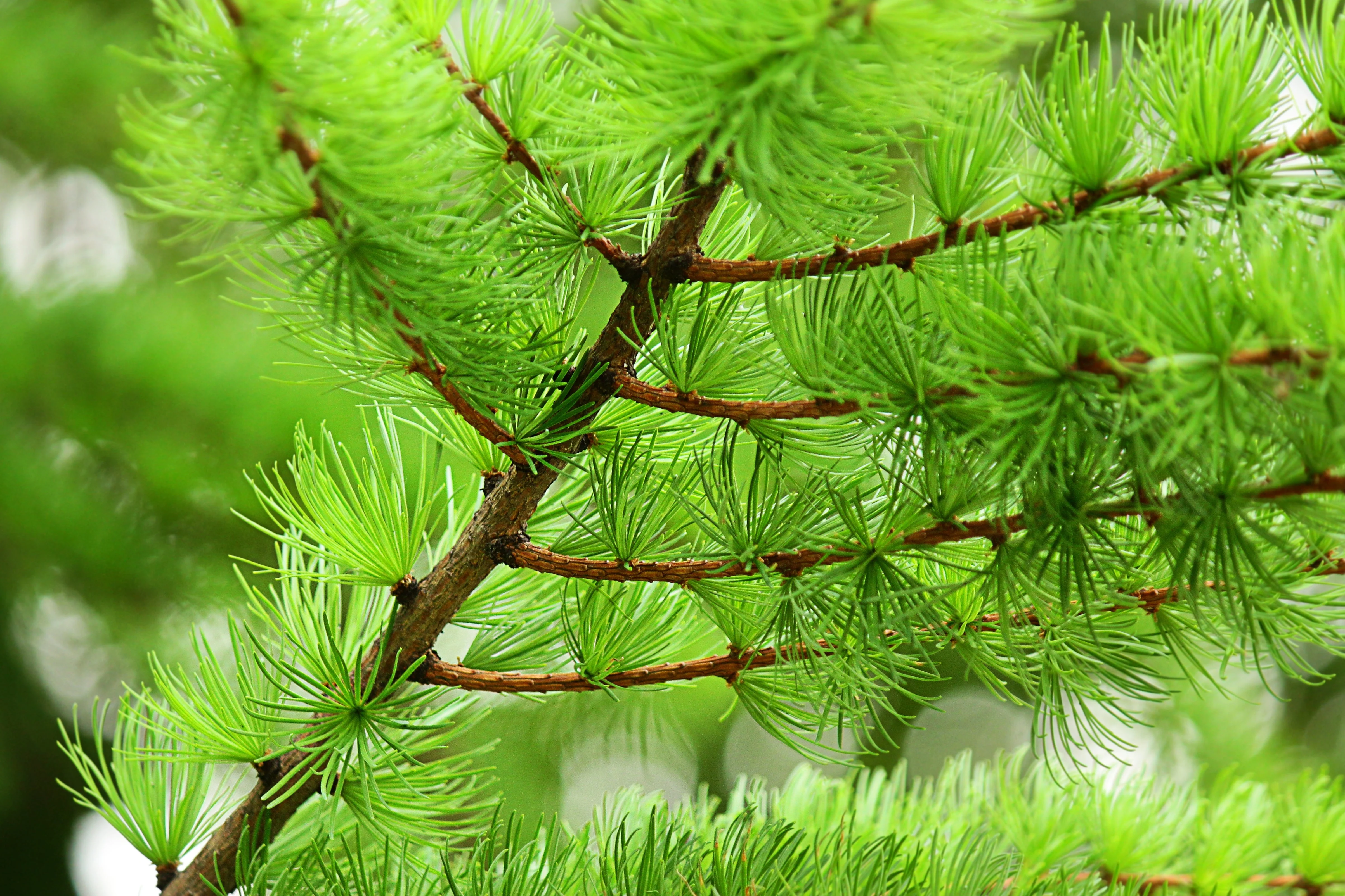 25 EUROPEAN LARCH TREE Pine Pinetree Evergreen Larix Decidua Seeds - Image 11