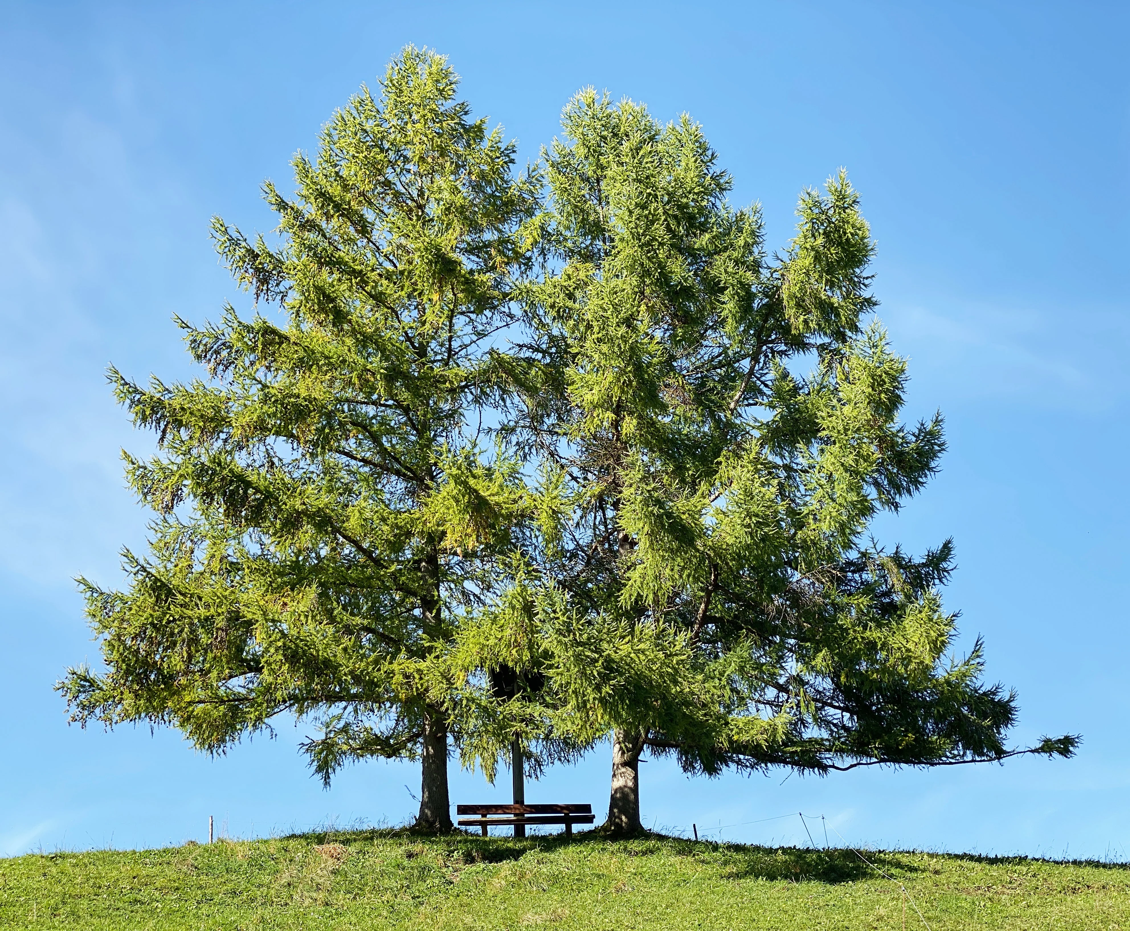 25 EUROPEAN LARCH TREE Pine Pinetree Evergreen Larix Decidua Seeds - Image 2