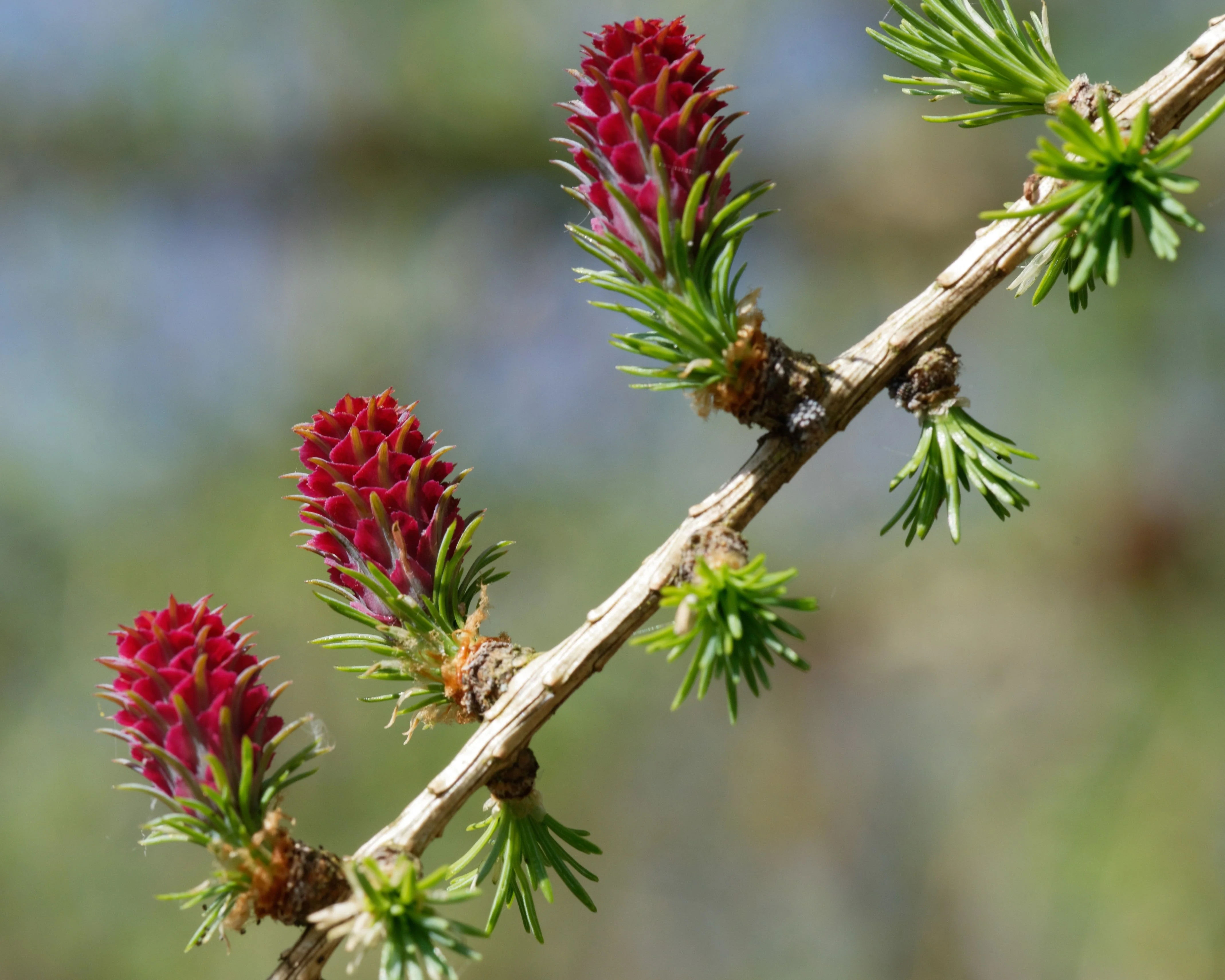 25 EUROPEAN LARCH TREE Pine Pinetree Evergreen Larix Decidua Seeds - Image 3
