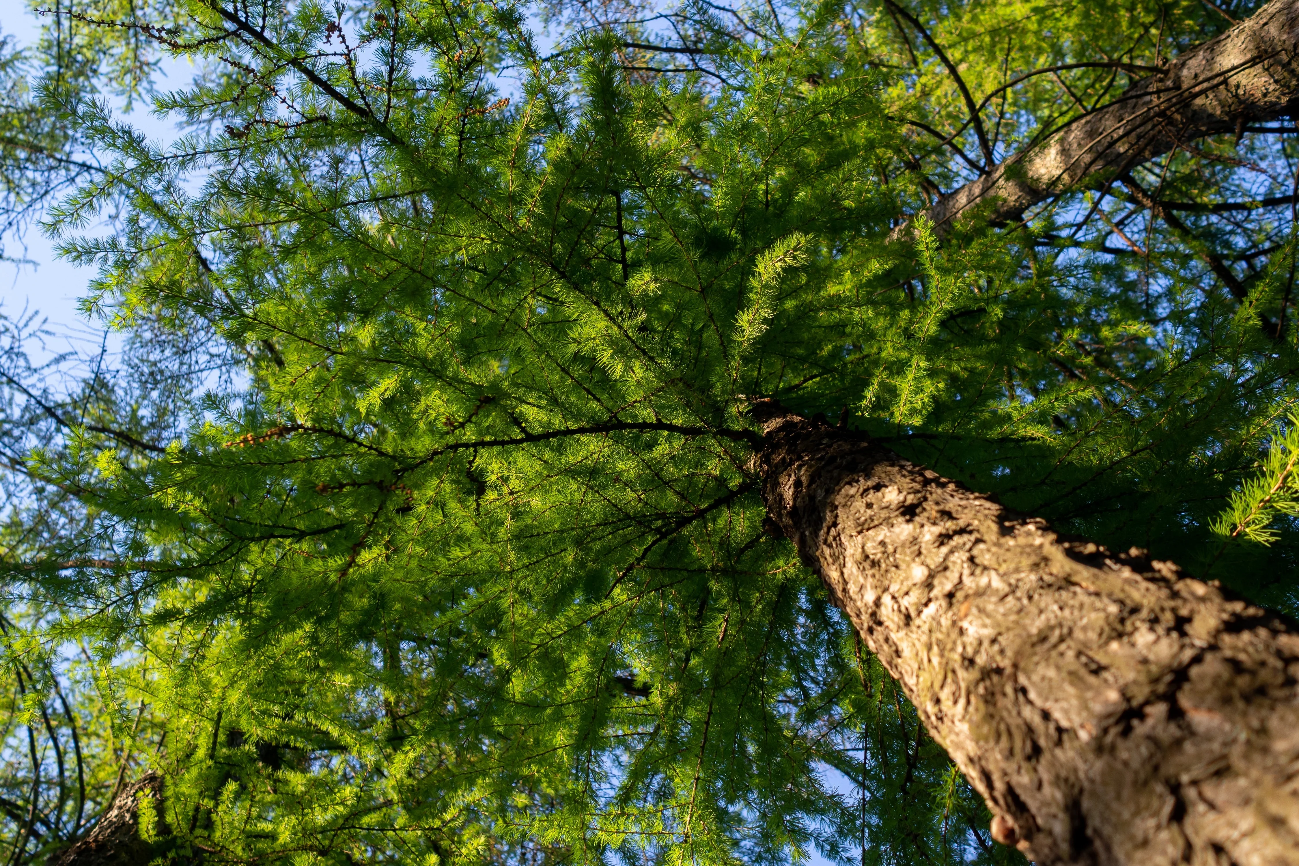 25 EUROPEAN LARCH TREE Pine Pinetree Evergreen Larix Decidua Seeds - Image 4
