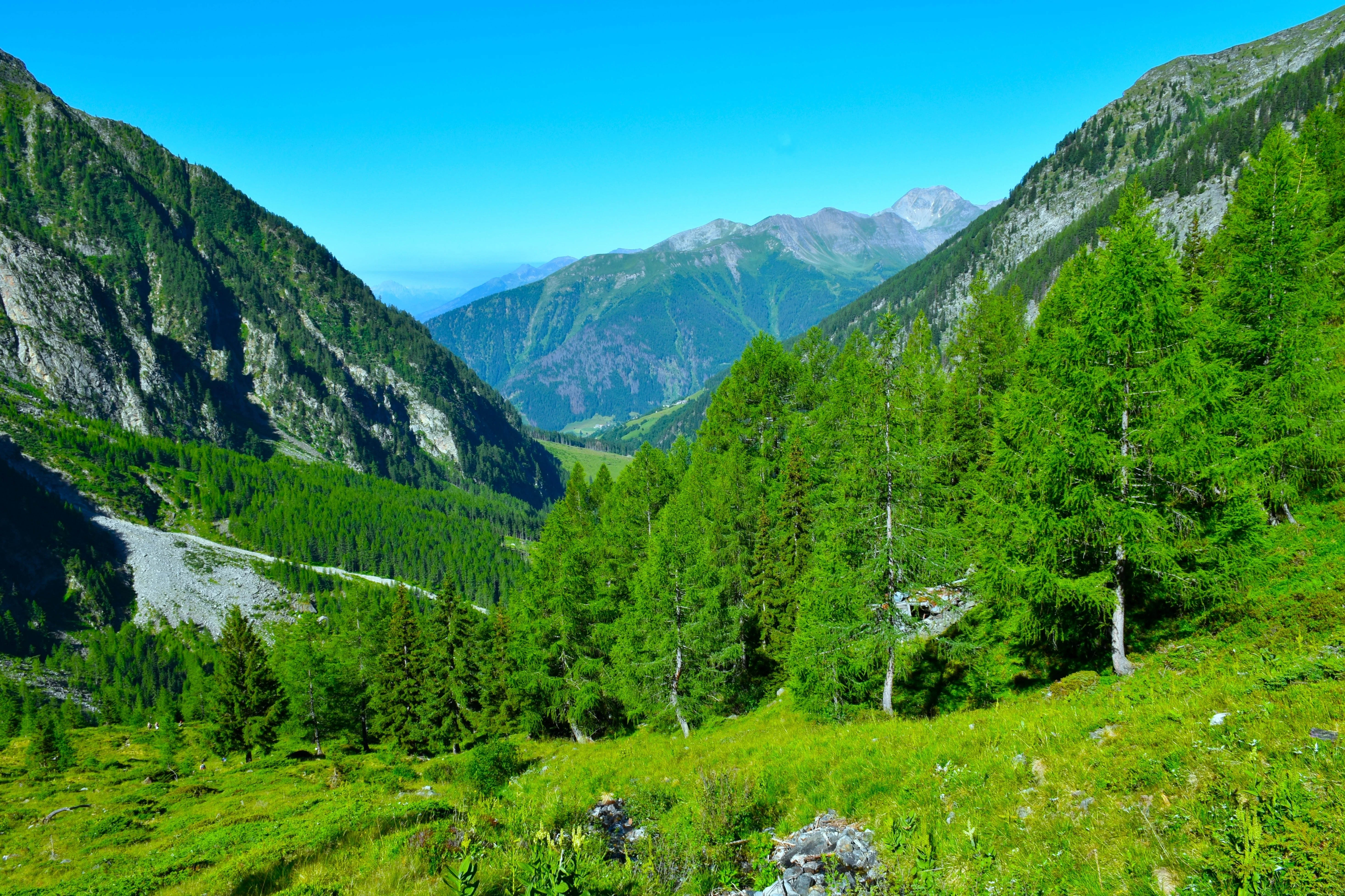 25 EUROPEAN LARCH TREE Pine Pinetree Evergreen Larix Decidua Seeds - Image 5