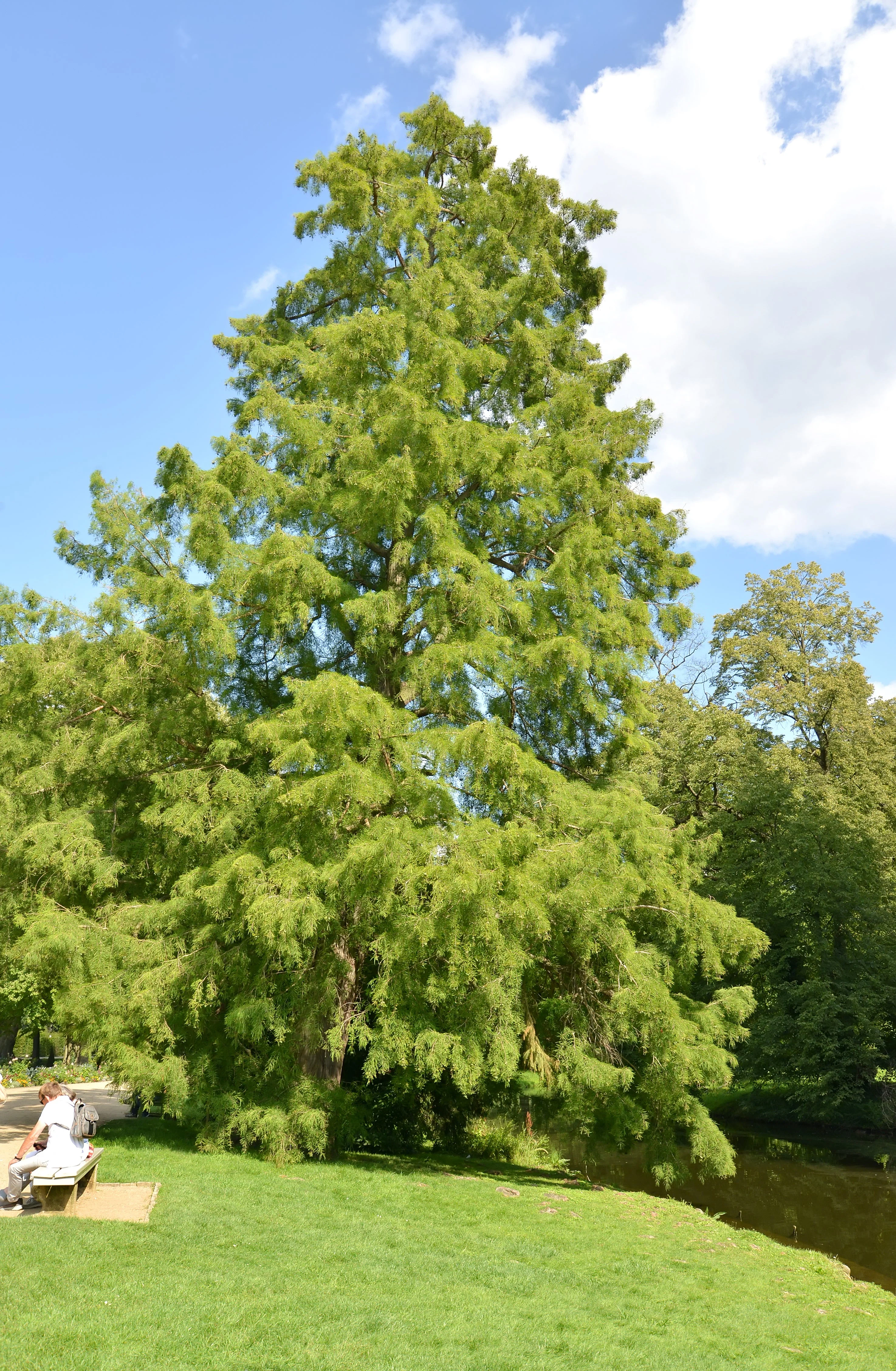 25 EUROPEAN LARCH TREE Pine Pinetree Evergreen Larix Decidua Seeds - Image 6