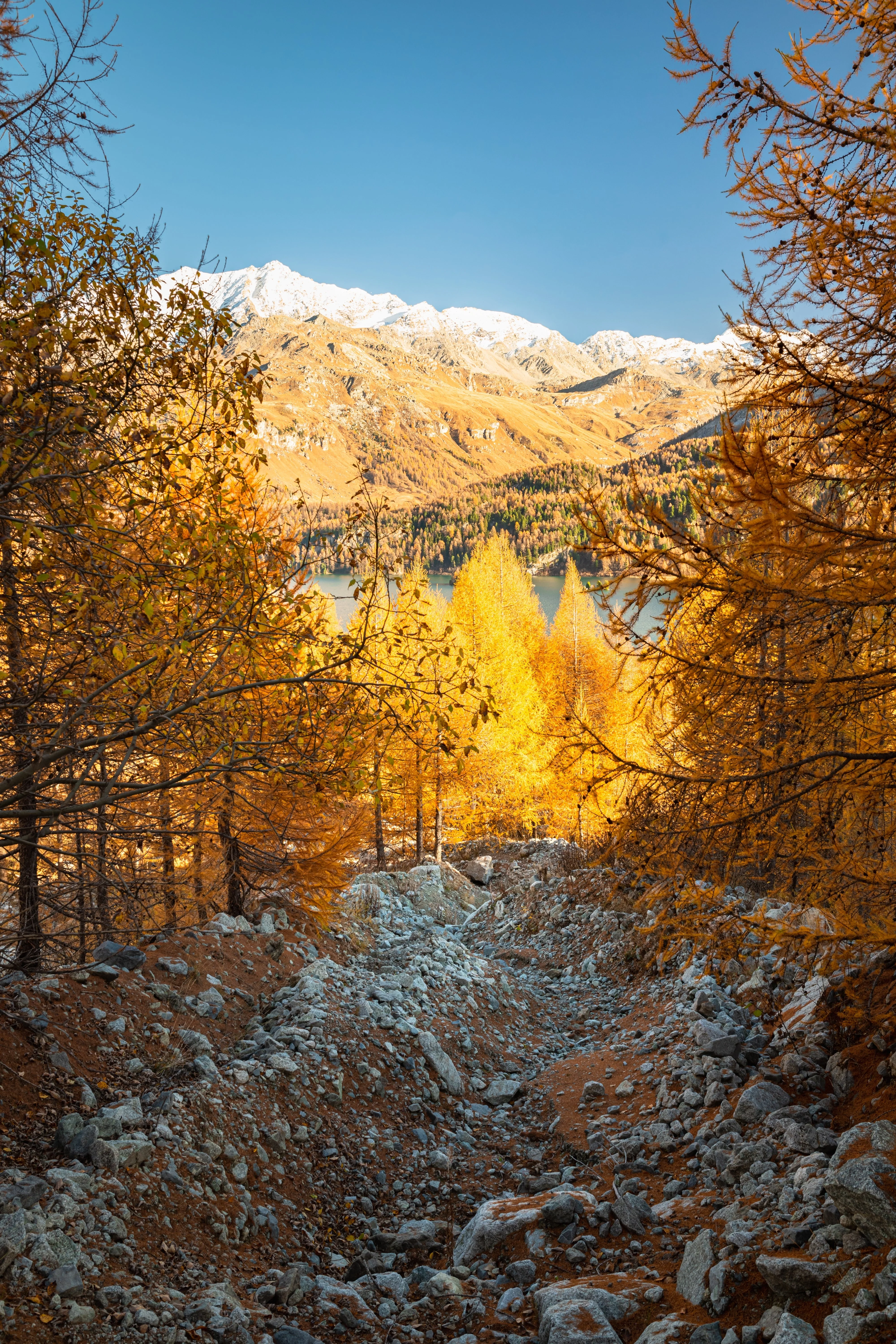25 EUROPEAN LARCH TREE Pine Pinetree Evergreen Larix Decidua Seeds - Image 7