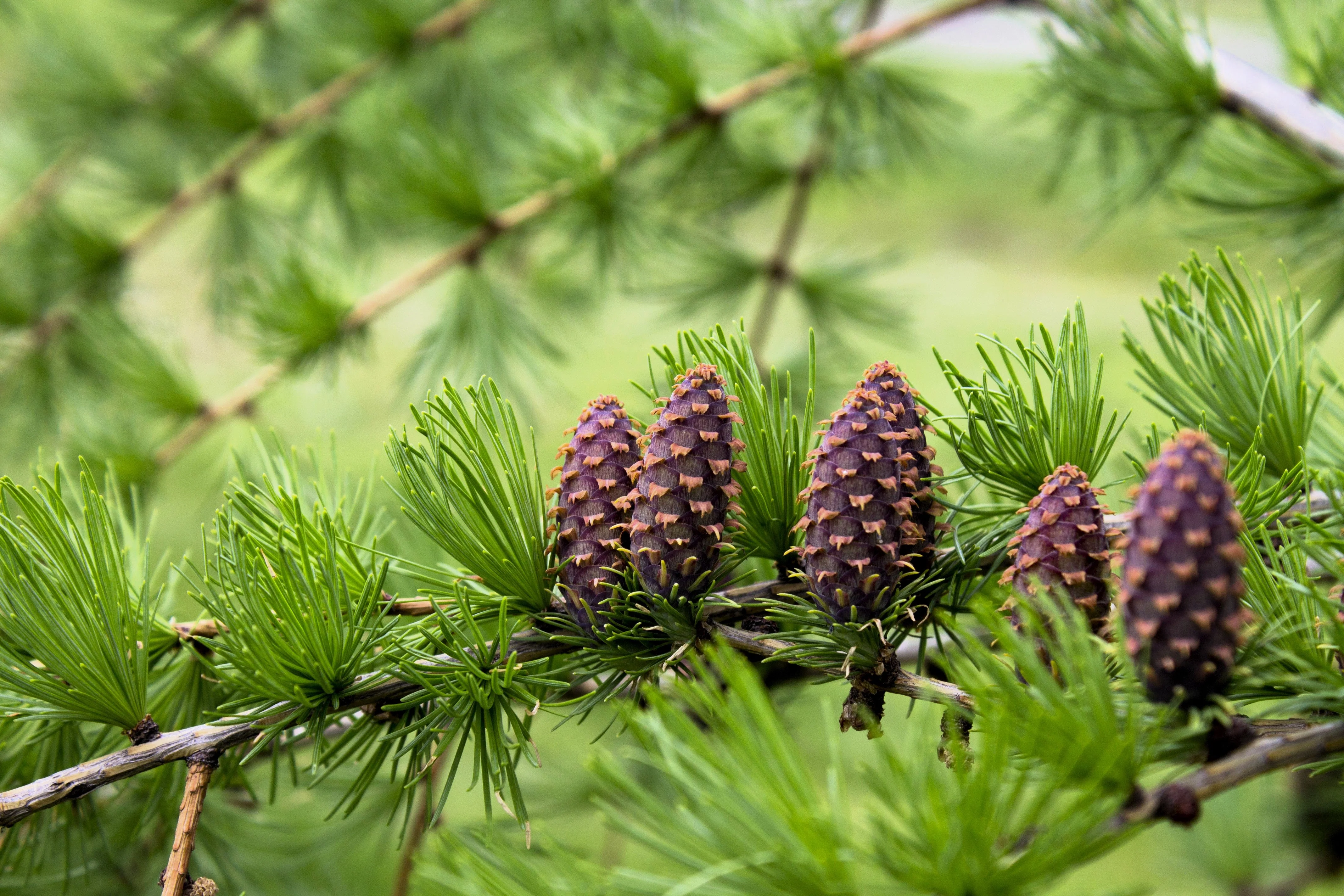 25 EUROPEAN LARCH TREE Pine Pinetree Evergreen Larix Decidua Seeds - Image 8