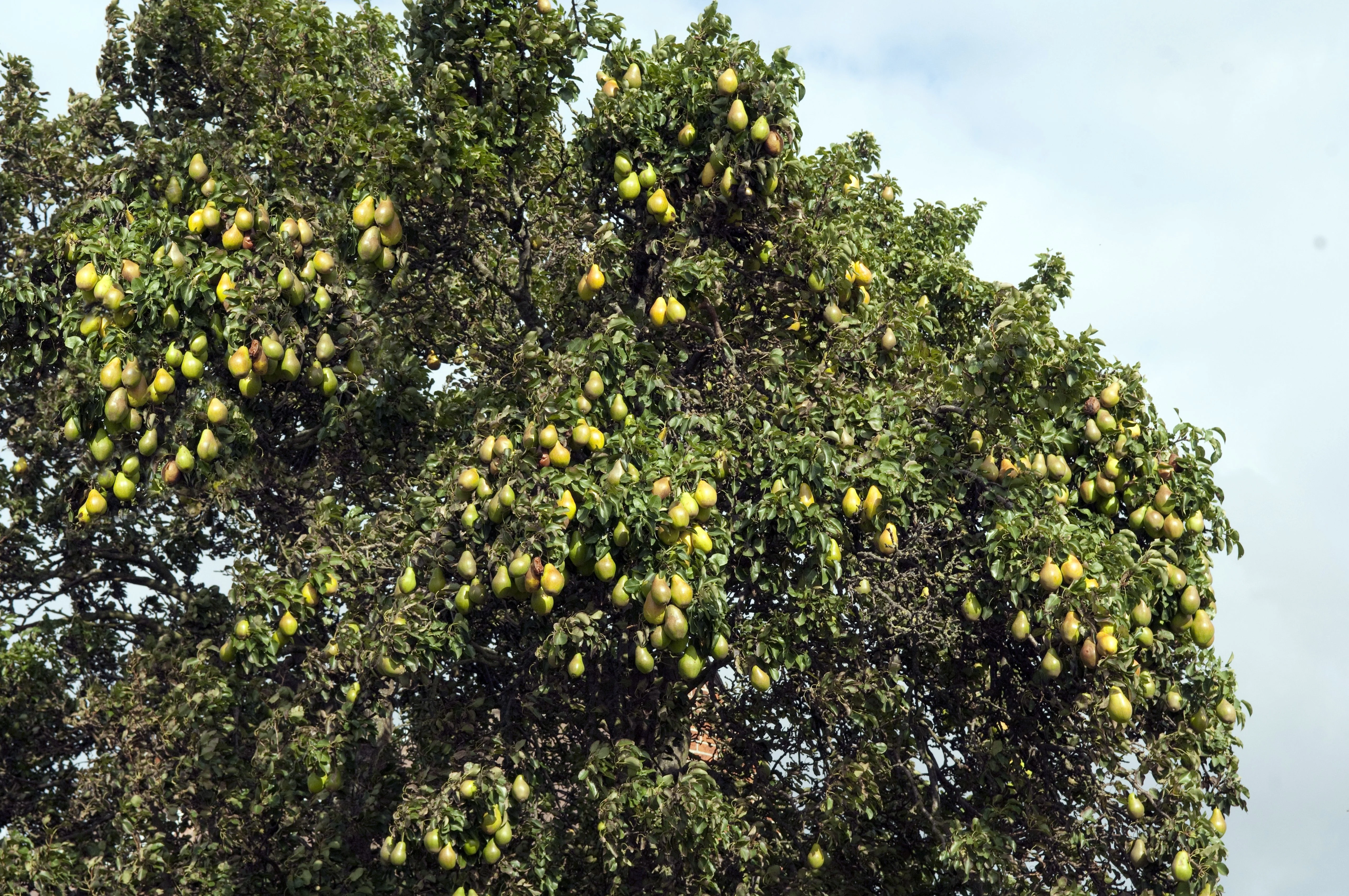 25 EUROPEAN PEAR TREE Pyrus Communis Fruit Seeds - White Flowers / Green Fruit - Image 2