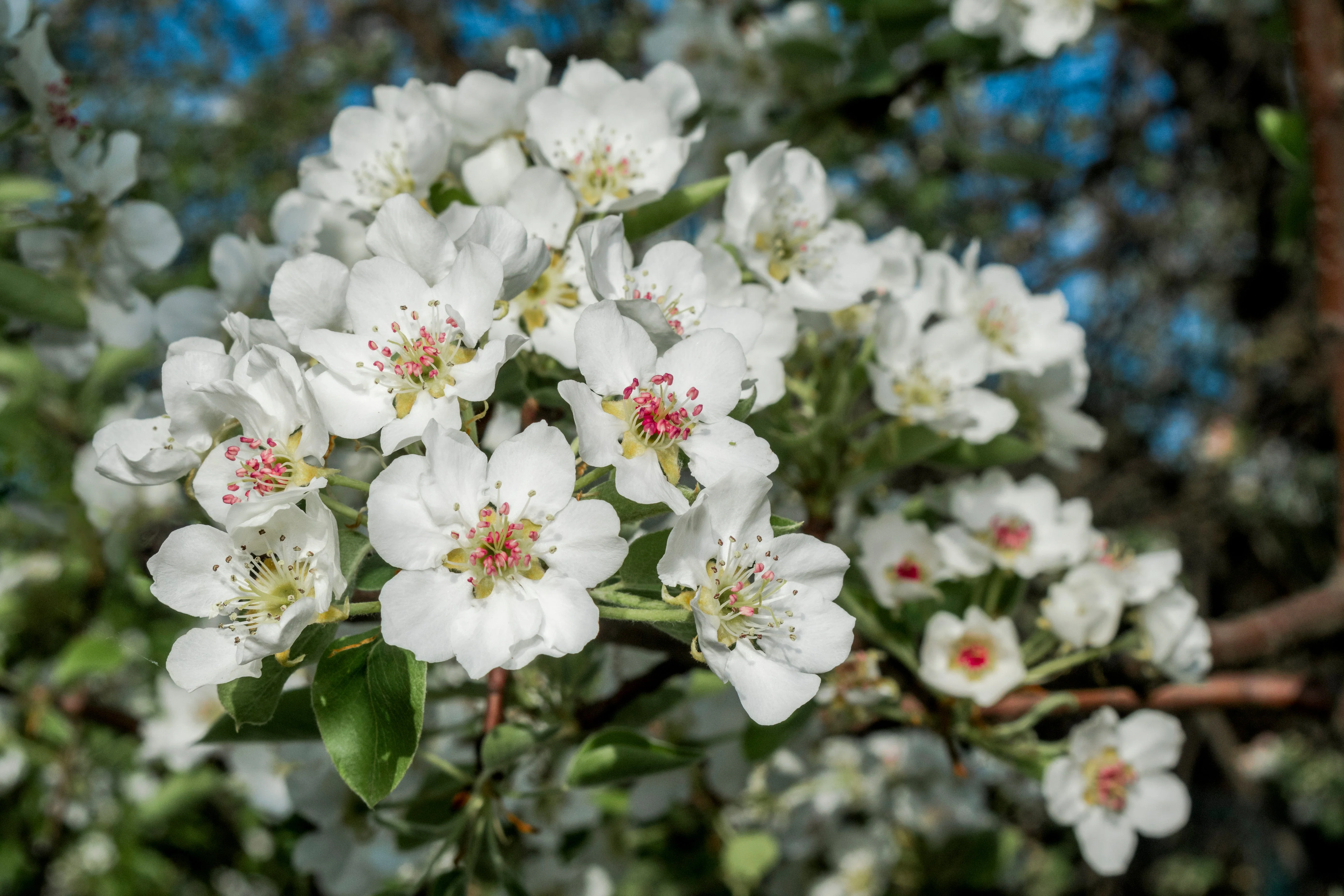 25 EUROPEAN PEAR TREE Pyrus Communis Fruit Seeds - White Flowers / Green Fruit - Image 3