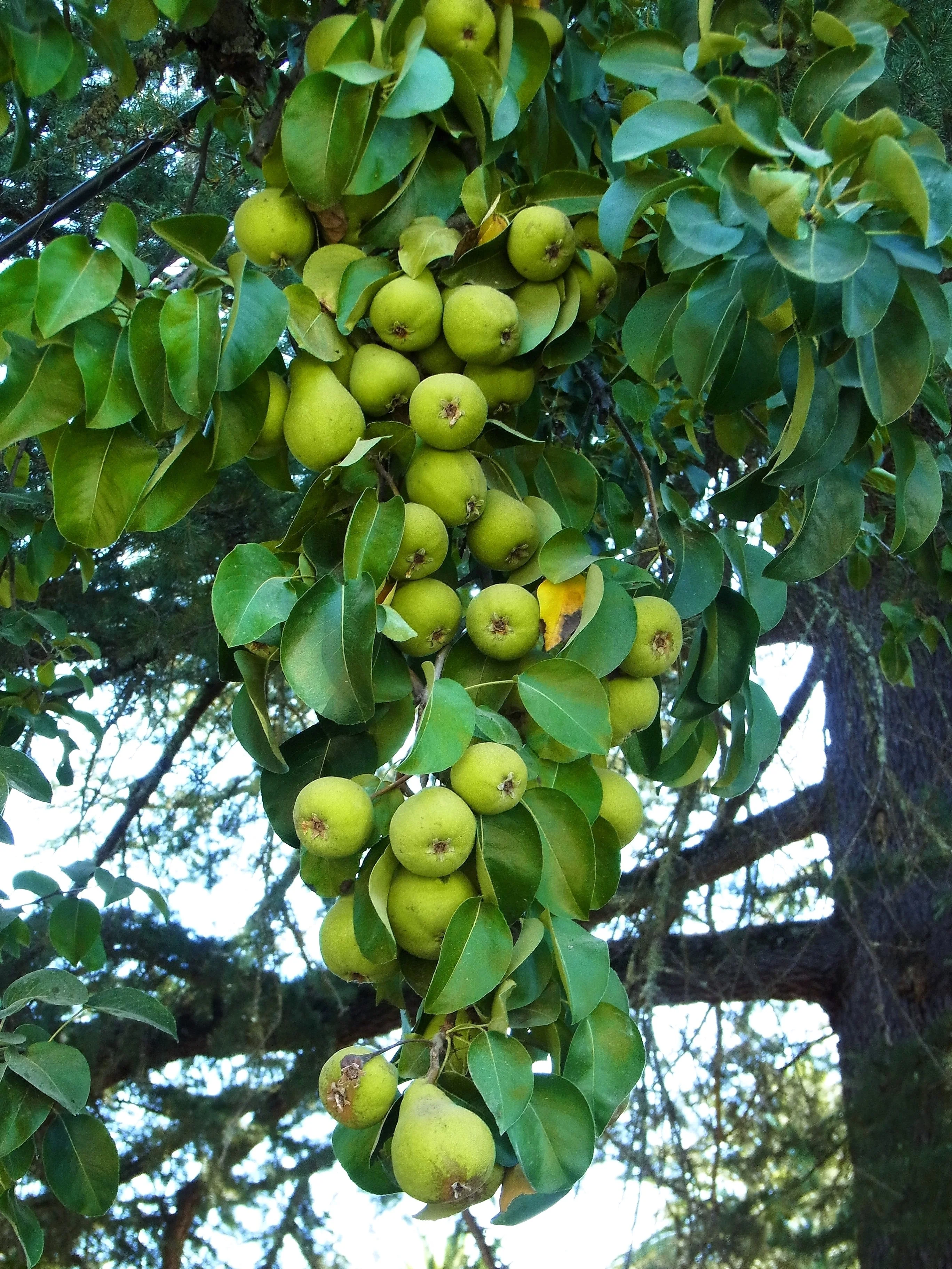 25 EUROPEAN PEAR TREE Pyrus Communis Fruit Seeds - White Flowers / Green Fruit - Image 4