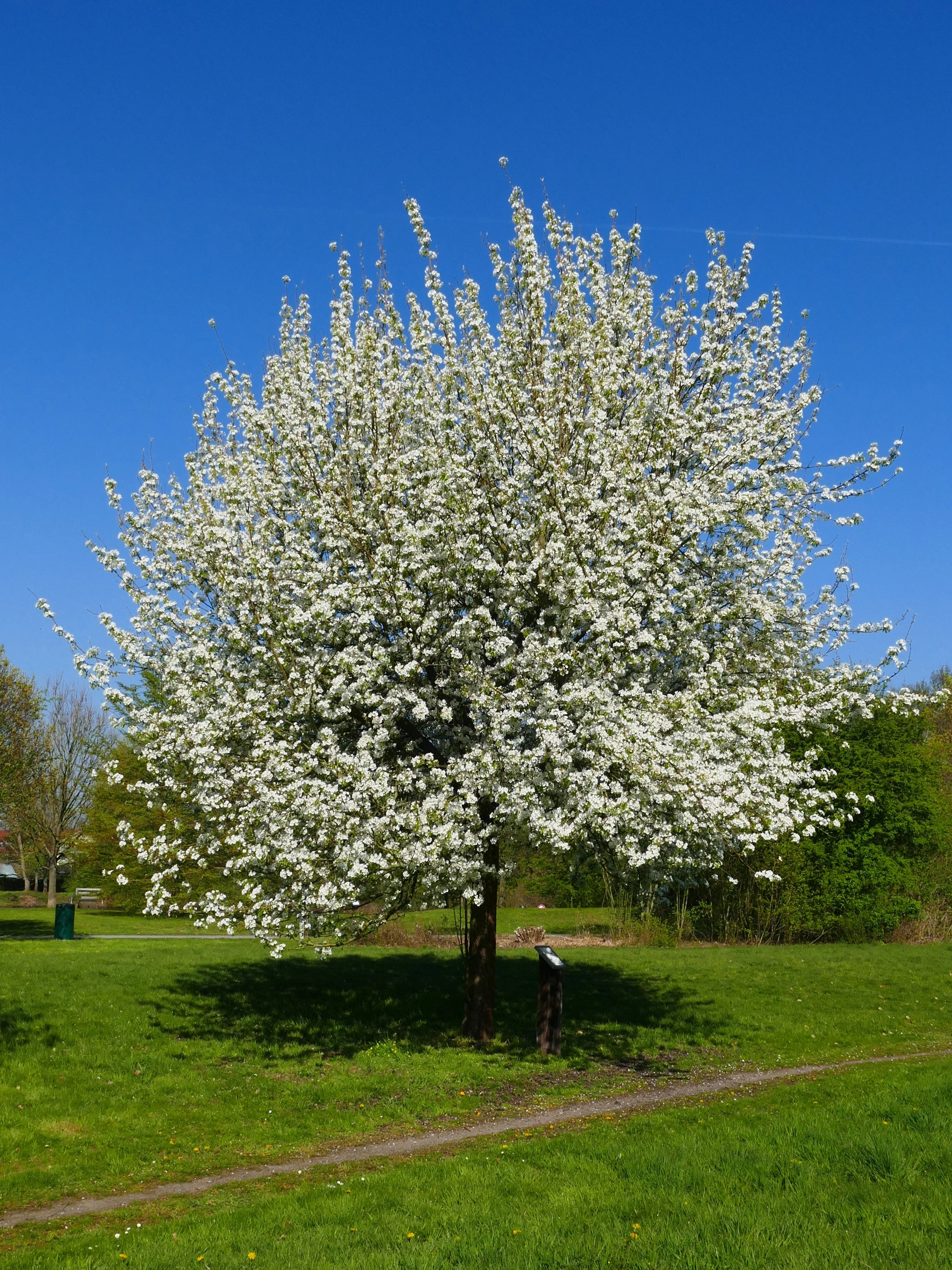 25 EUROPEAN PEAR TREE Pyrus Communis Fruit Seeds - White Flowers / Green Fruit - Image 5