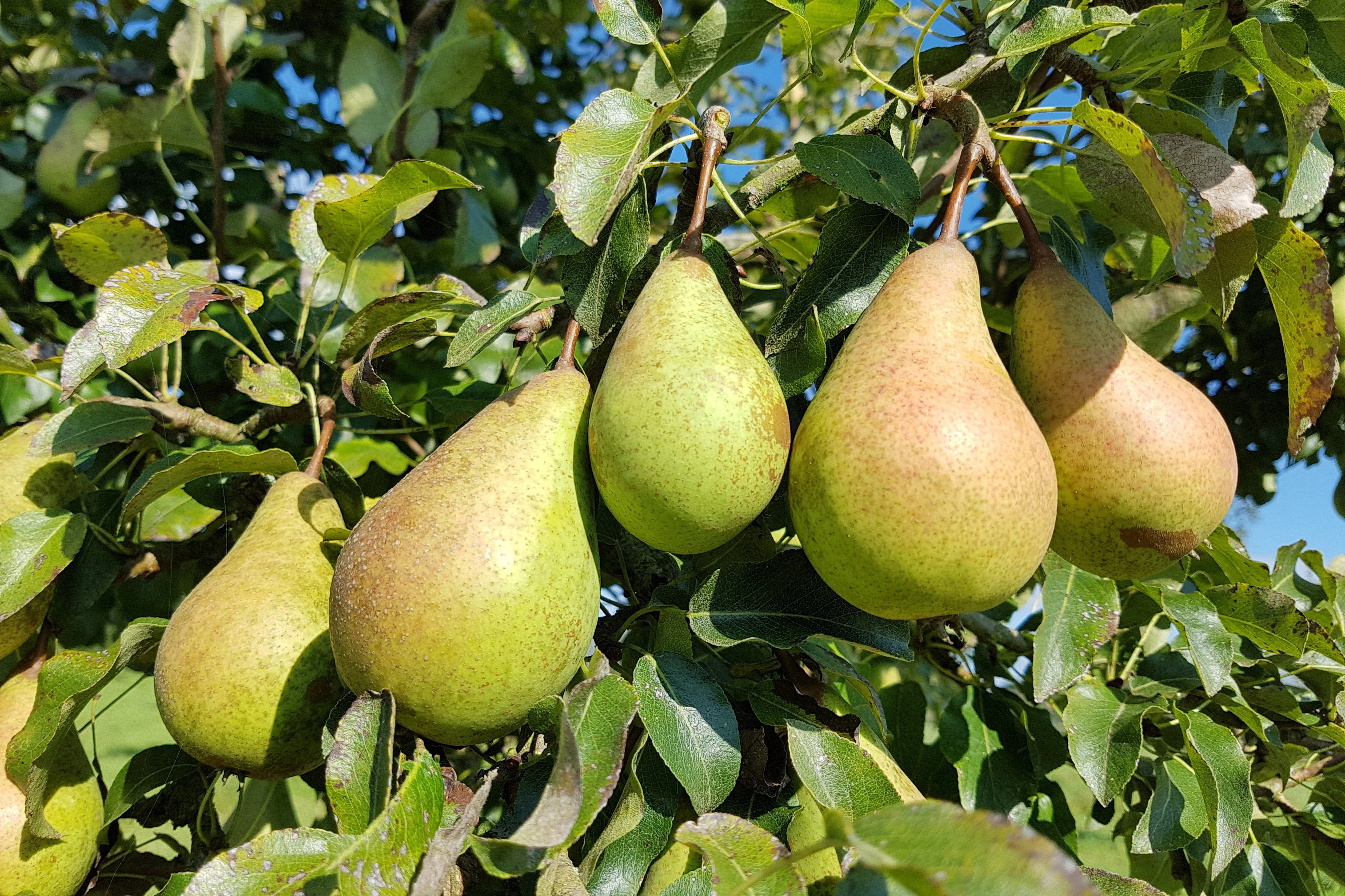 25 EUROPEAN PEAR TREE Pyrus Communis Fruit Seeds - White Flowers / Green Fruit - Image 6
