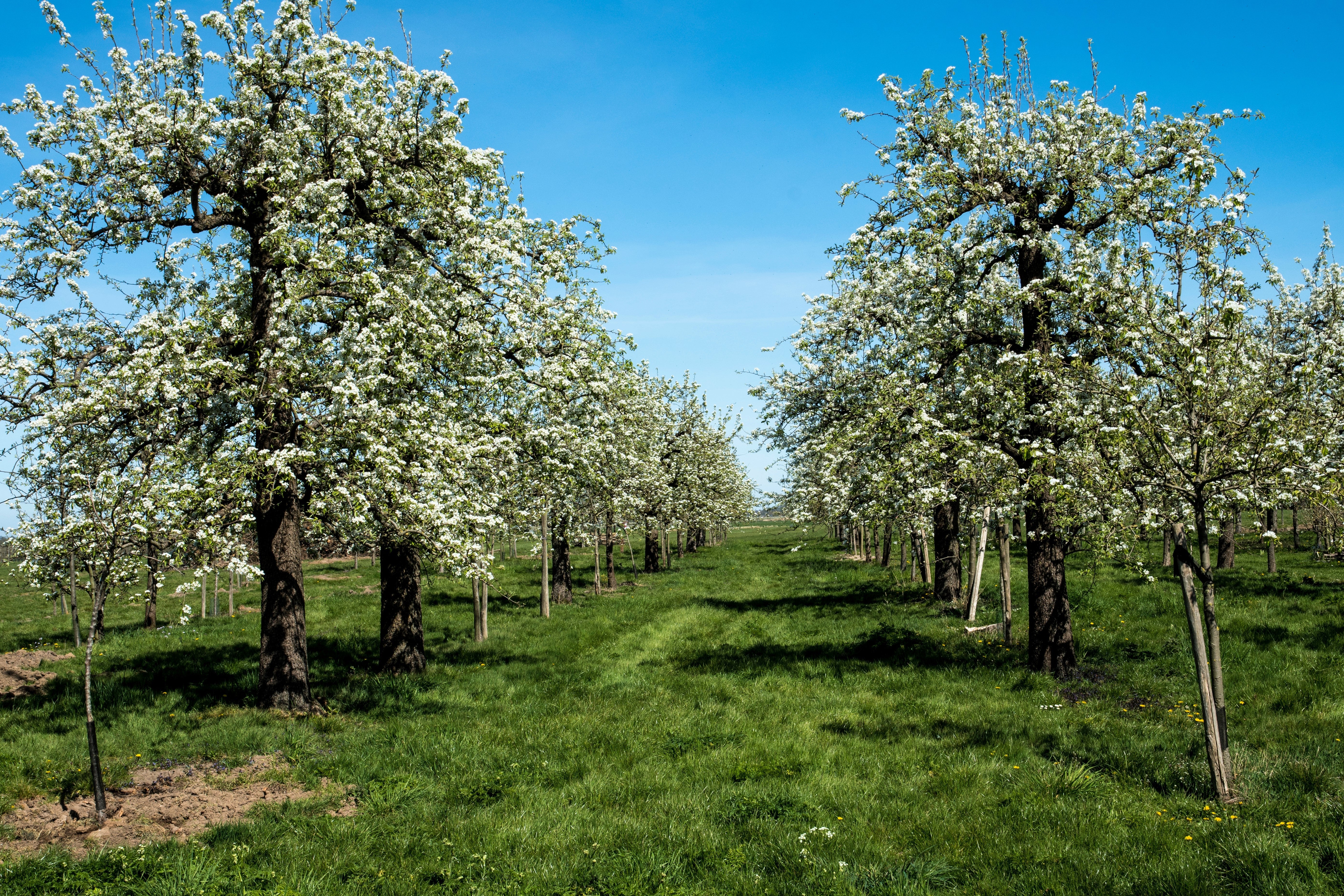 25 EUROPEAN PEAR TREE Pyrus Communis Fruit Seeds - White Flowers / Green Fruit - Image 7