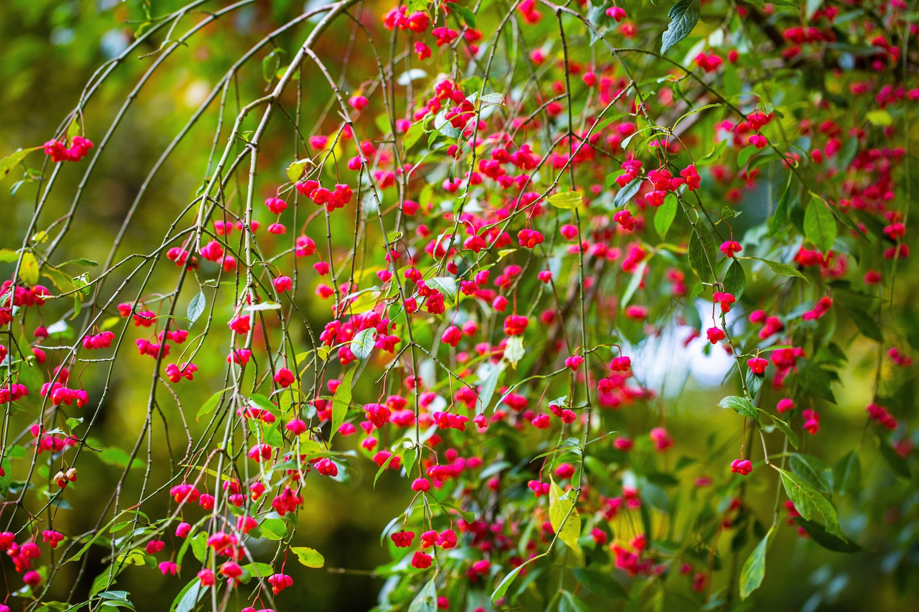 25 EUROPEAN SPINDLE TREE Euonymus Europaeus Spindletree Pink & Orange Flower Shrub Seeds - Image 10