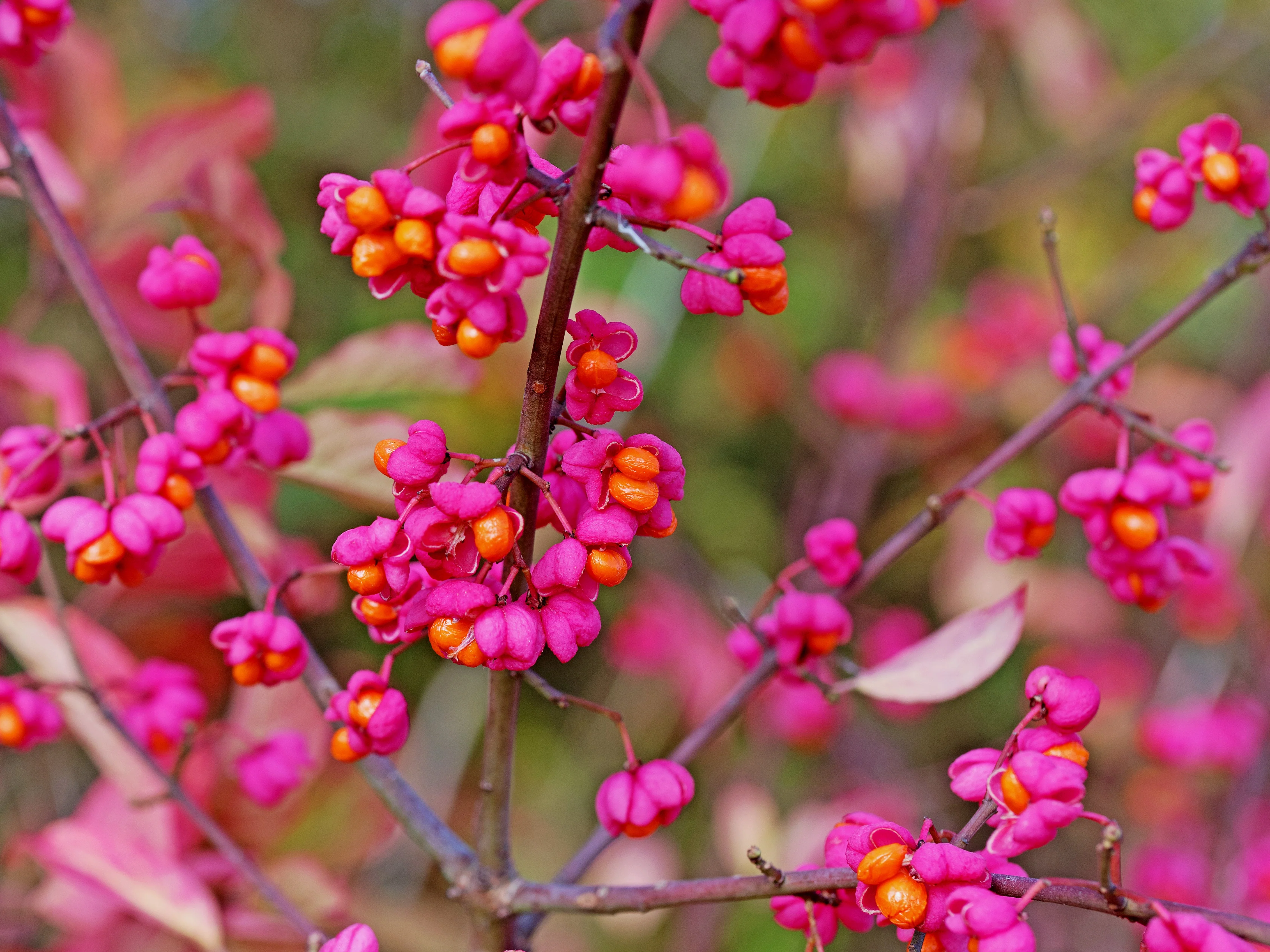25 EUROPEAN SPINDLE TREE Euonymus Europaeus Spindletree Pink & Orange Flower Shrub Seeds - Image 2