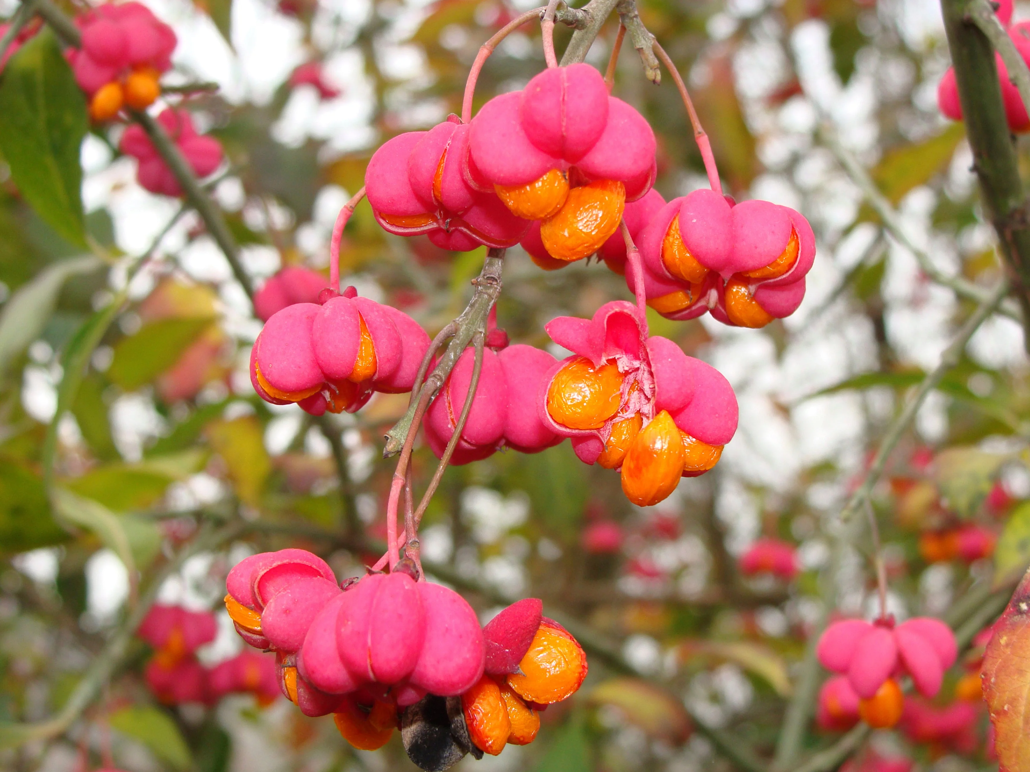 25 EUROPEAN SPINDLE TREE Euonymus Europaeus Spindletree Pink & Orange Flower Shrub Seeds - Image 3