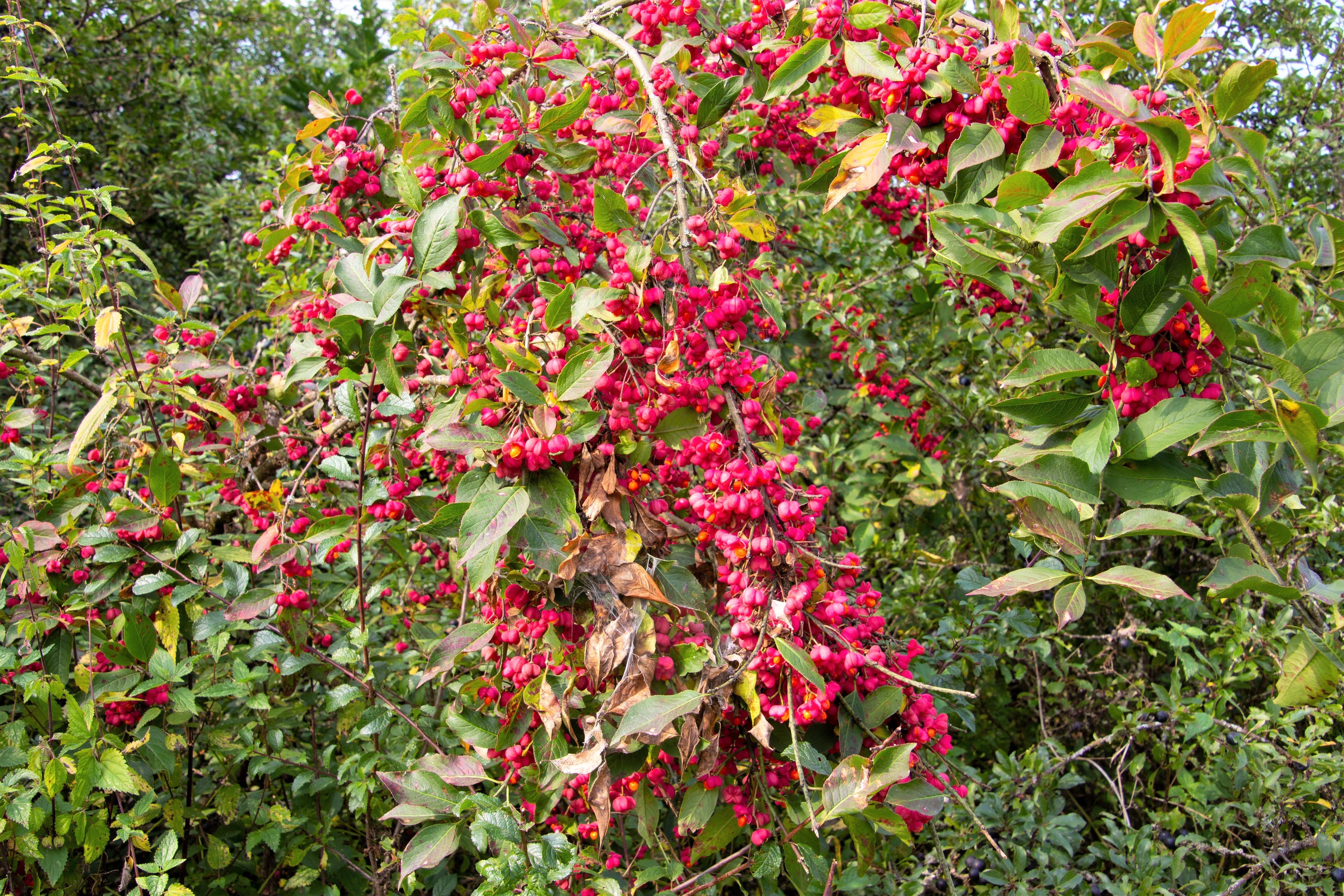 25 EUROPEAN SPINDLE TREE Euonymus Europaeus Spindletree Pink & Orange Flower Shrub Seeds - Image 4