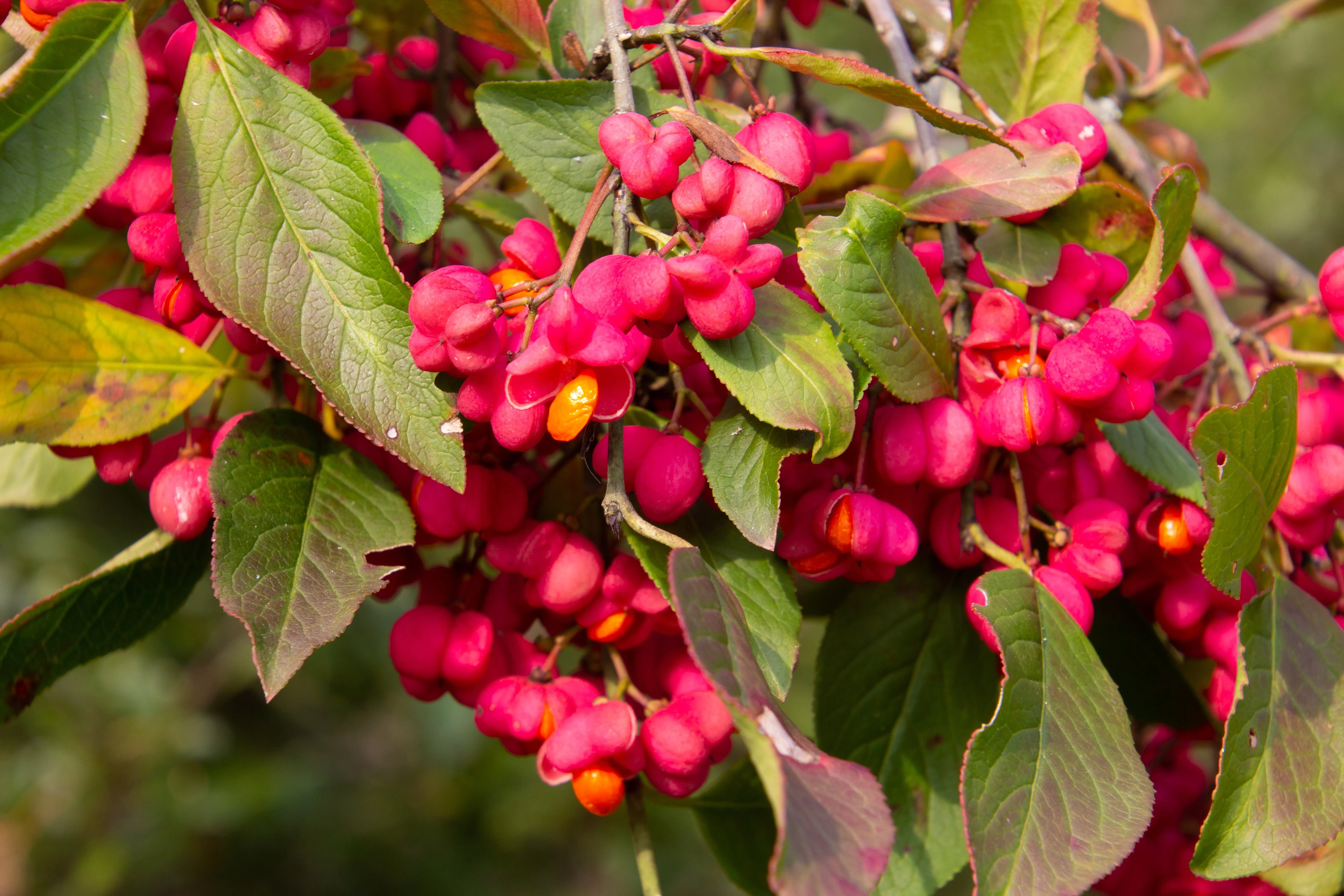 25 EUROPEAN SPINDLE TREE Euonymus Europaeus Spindletree Pink & Orange Flower Shrub Seeds - Image 5
