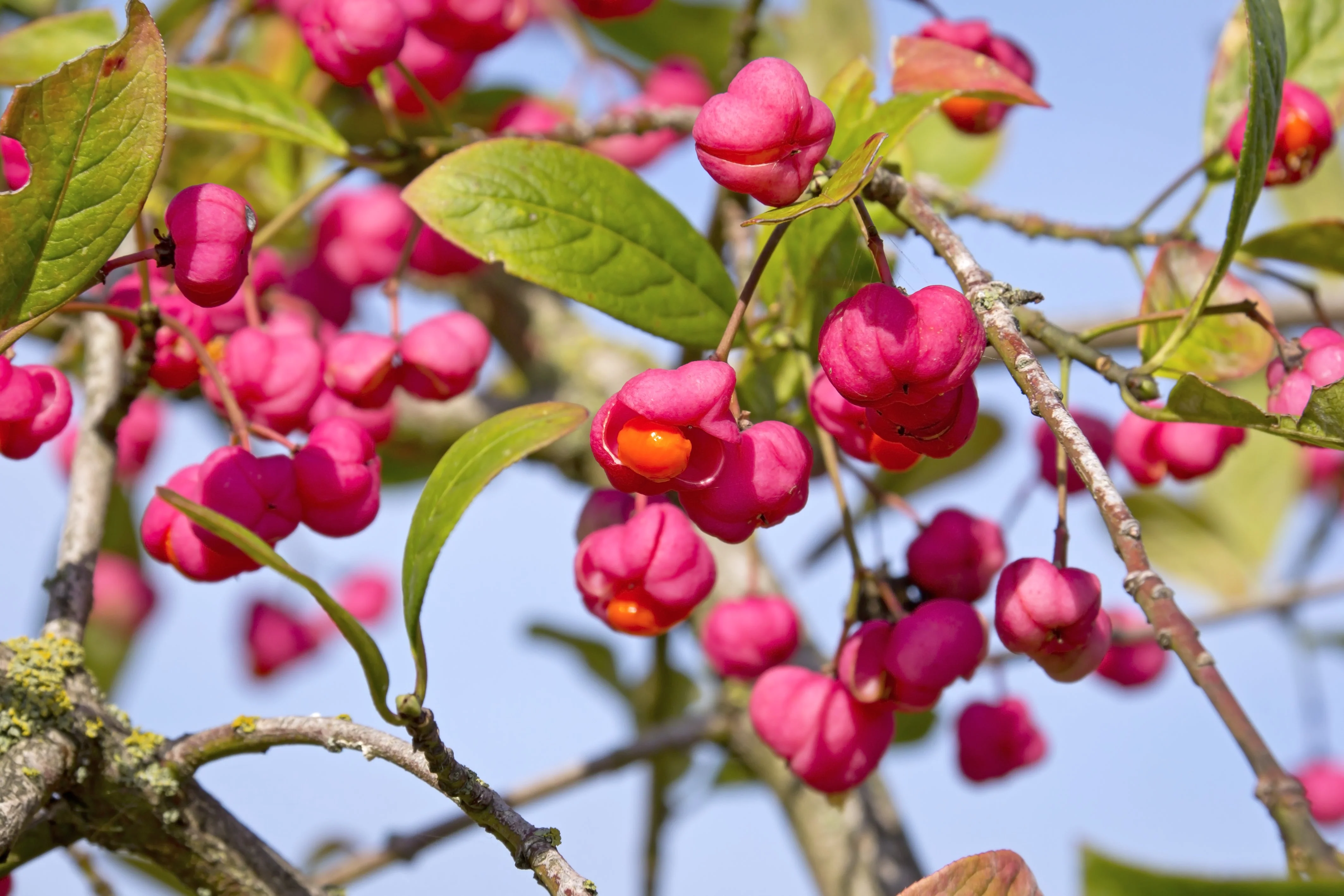 25 EUROPEAN SPINDLE TREE Euonymus Europaeus Spindletree Pink & Orange Flower Shrub Seeds - Image 6