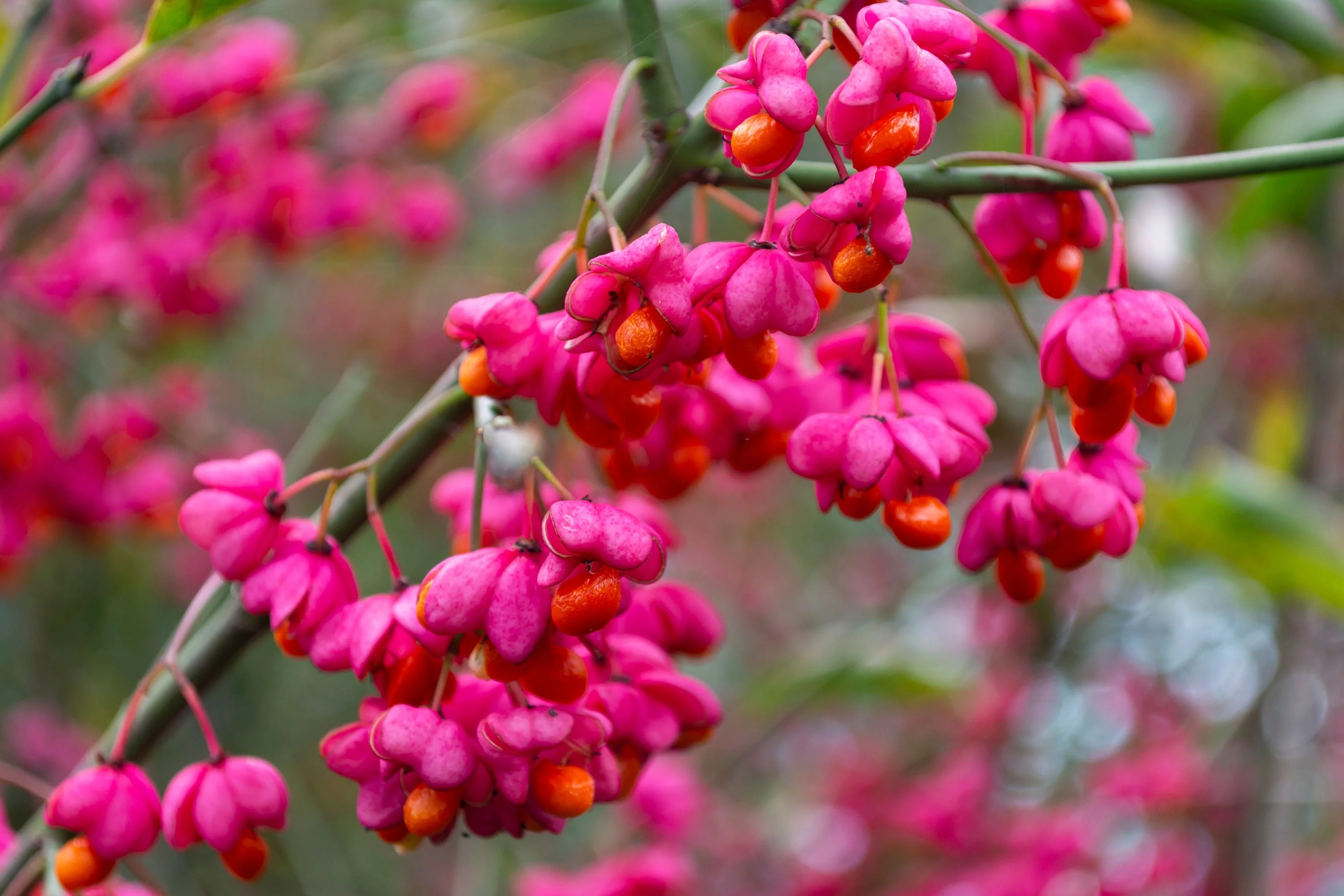 25 EUROPEAN SPINDLE TREE Euonymus Europaeus Spindletree Pink & Orange Flower Shrub Seeds - Image 7