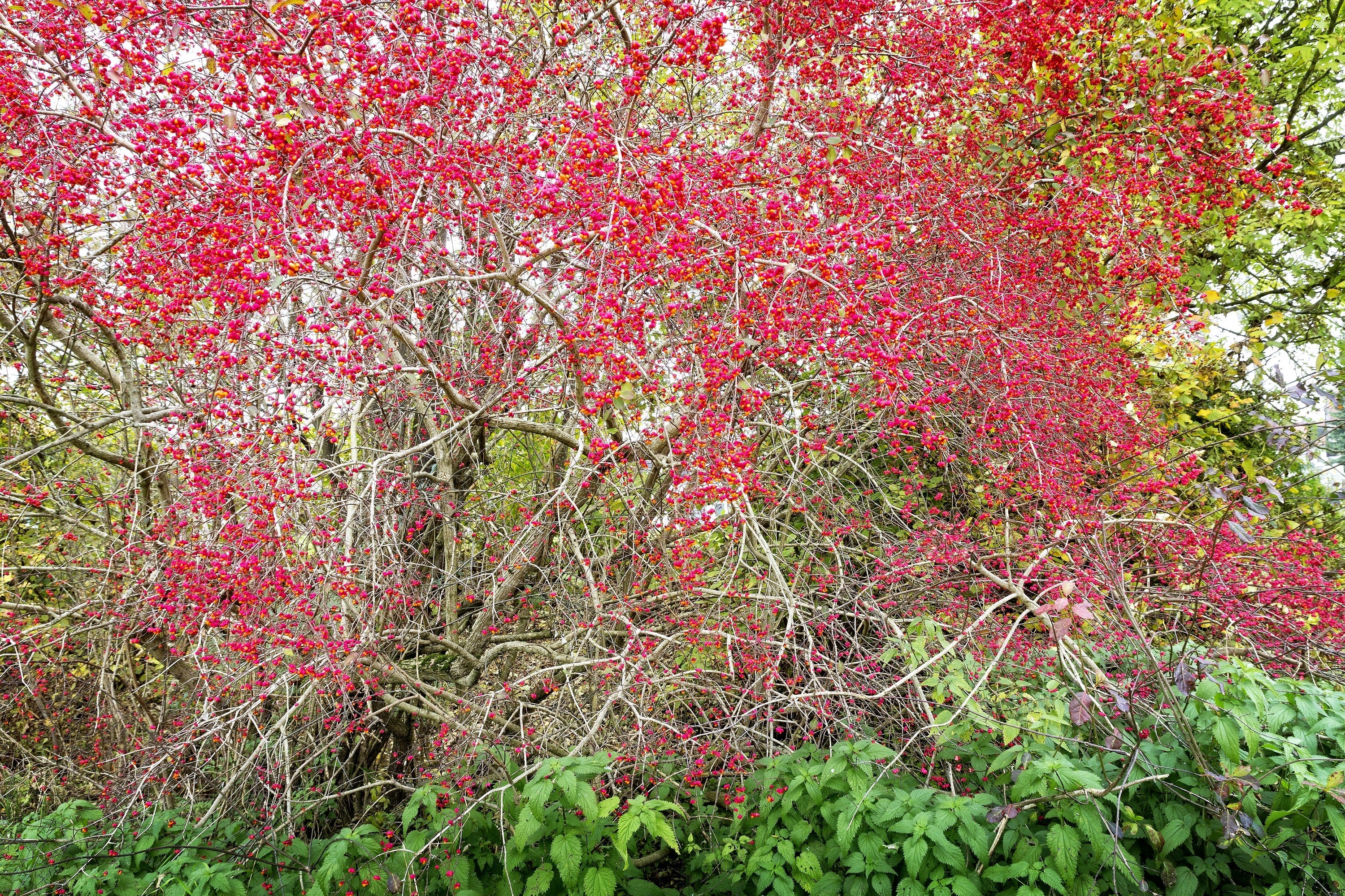 25 EUROPEAN SPINDLE TREE Euonymus Europaeus Spindletree Pink & Orange Flower Shrub Seeds - Image 8