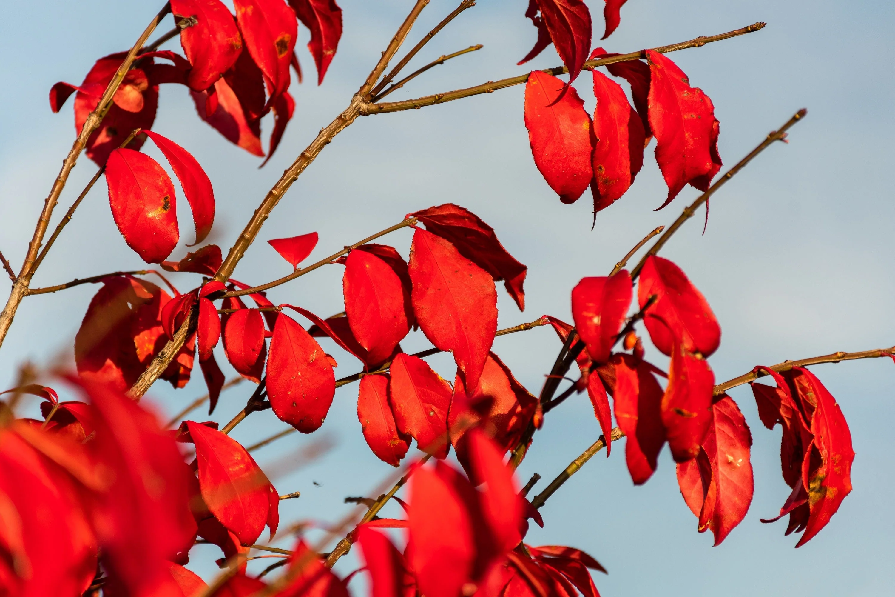25 EUROPEAN SPINDLE TREE Euonymus Europaeus Spindletree Pink & Orange Flower Shrub Seeds - Image 9