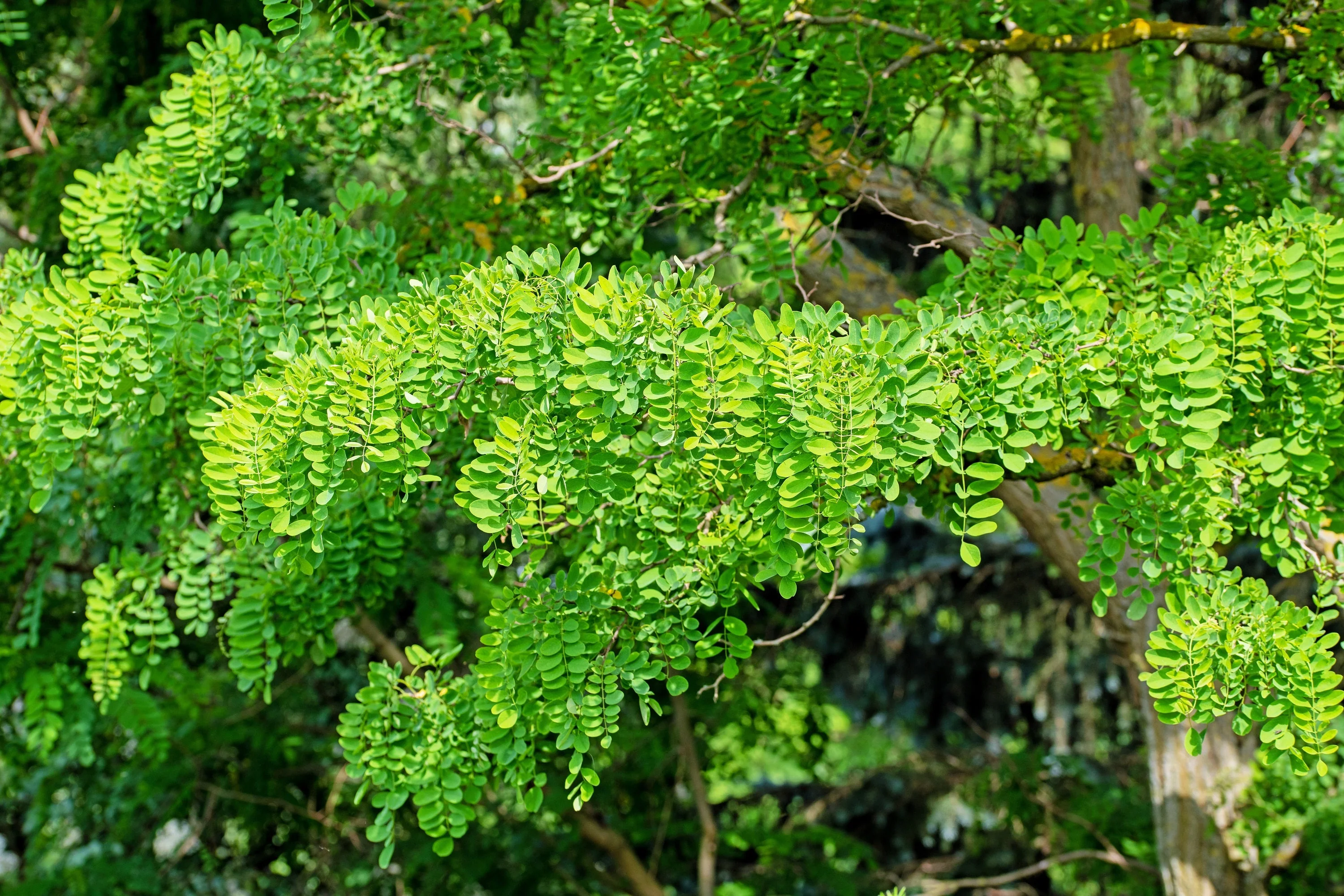 25 Flowering BLACK LOCUST TREE (Yellow Locust / False Acacia) Robinia Pseudoacacia Seeds - Image 11