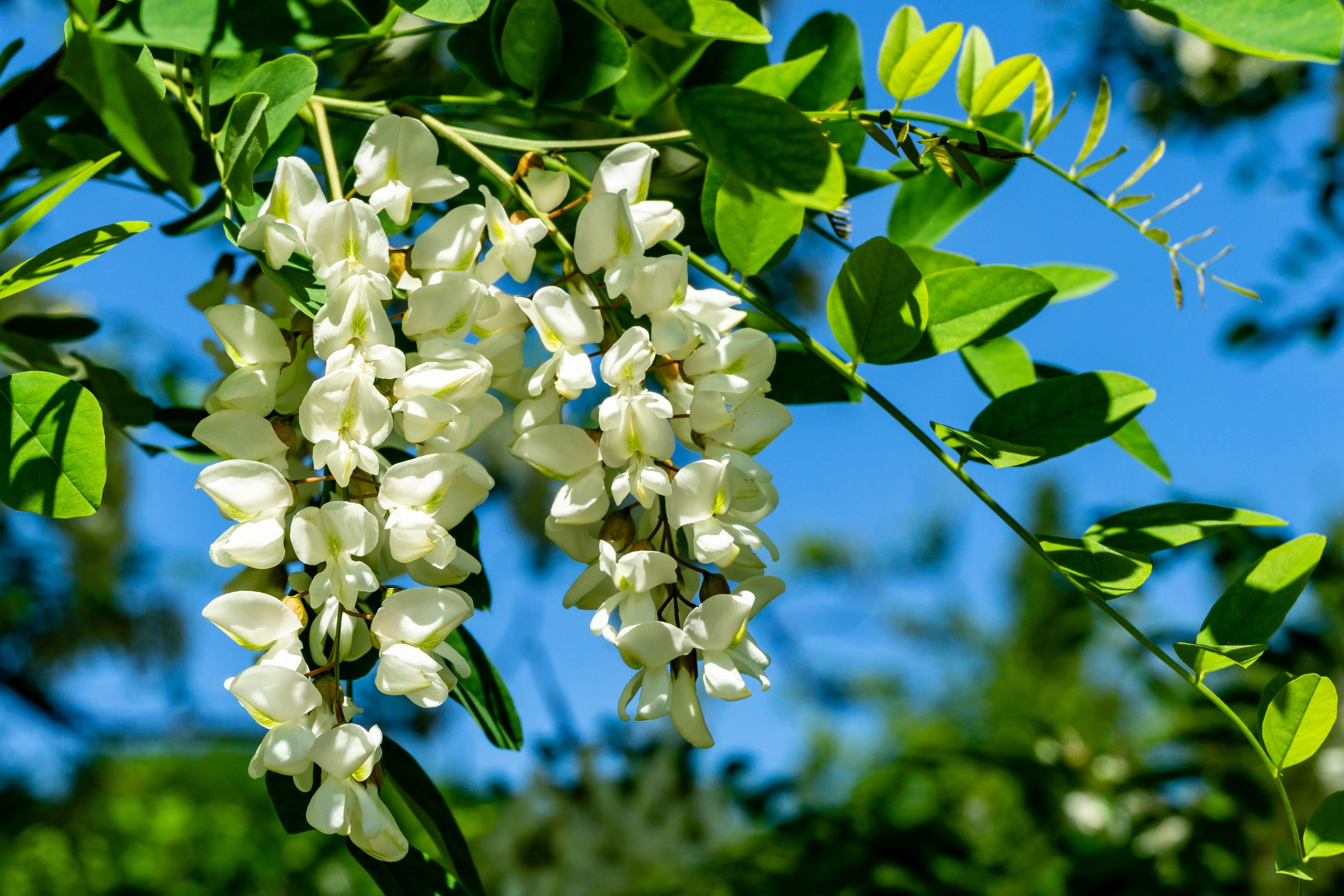 25 Flowering BLACK LOCUST TREE (Yellow Locust / False Acacia) Robinia Pseudoacacia Seeds - Image 2