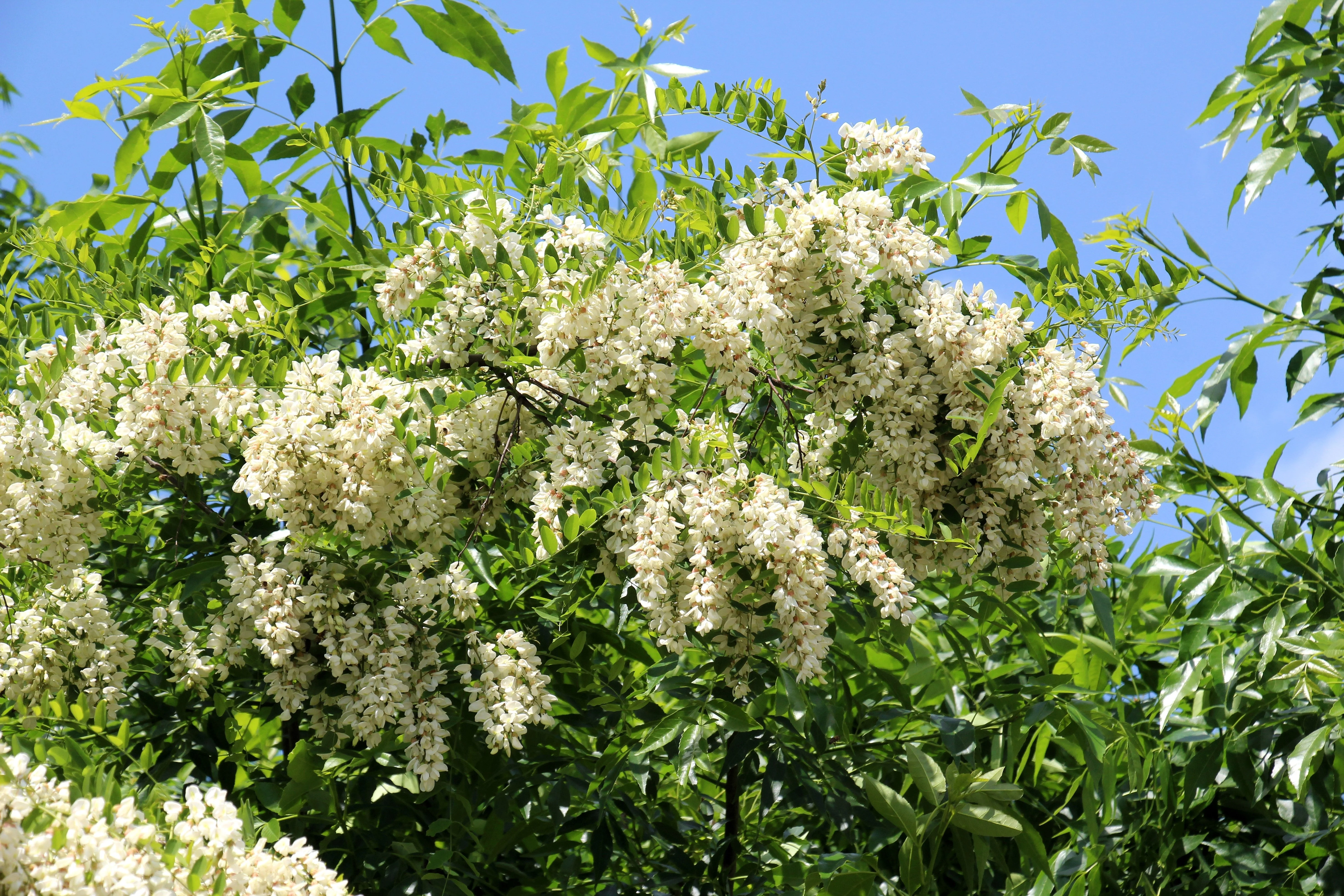 25 Flowering BLACK LOCUST TREE (Yellow Locust / False Acacia) Robinia Pseudoacacia Seeds - Image 3