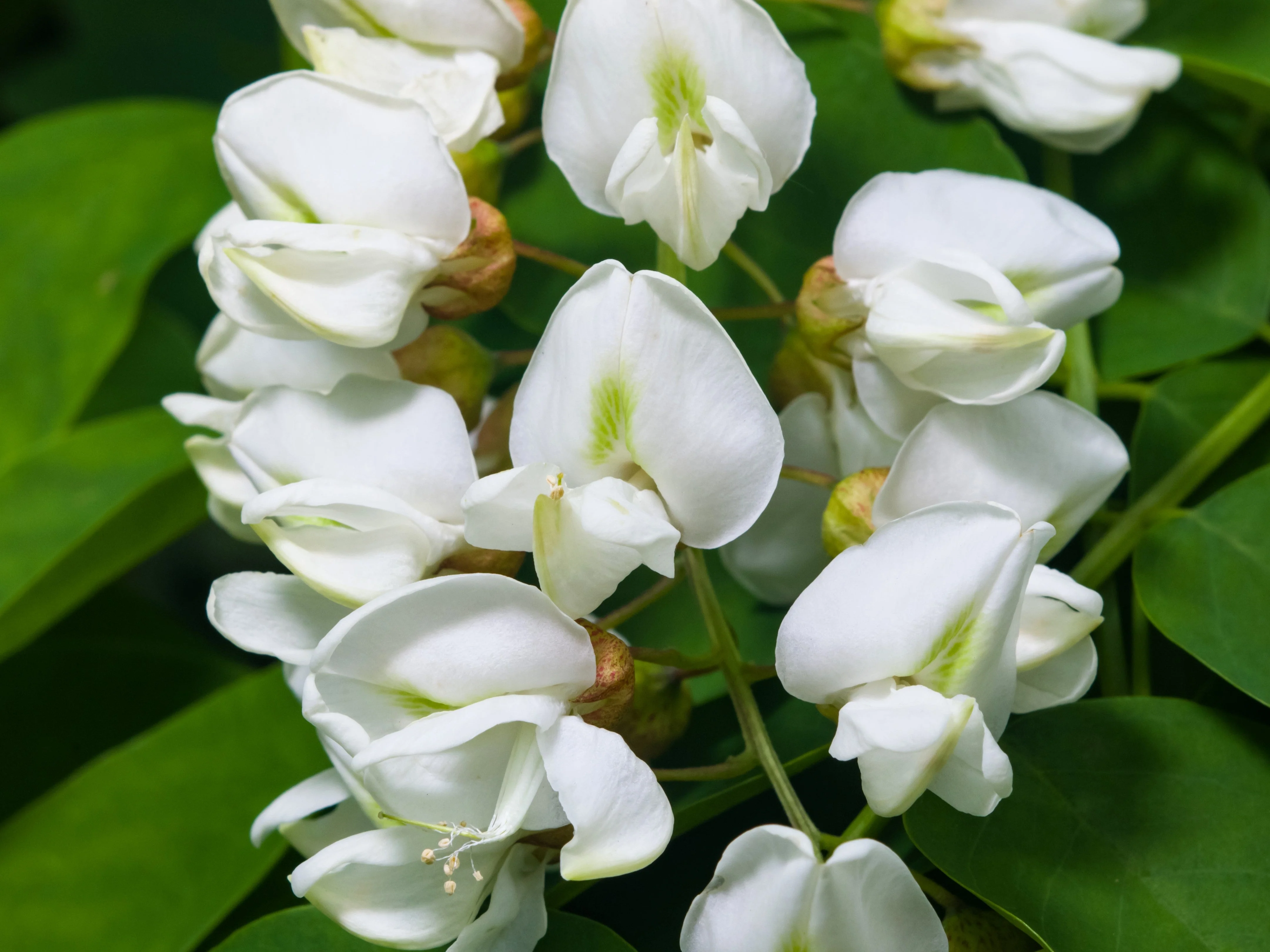 25 Flowering BLACK LOCUST TREE (Yellow Locust / False Acacia) Robinia Pseudoacacia Seeds - Image 4