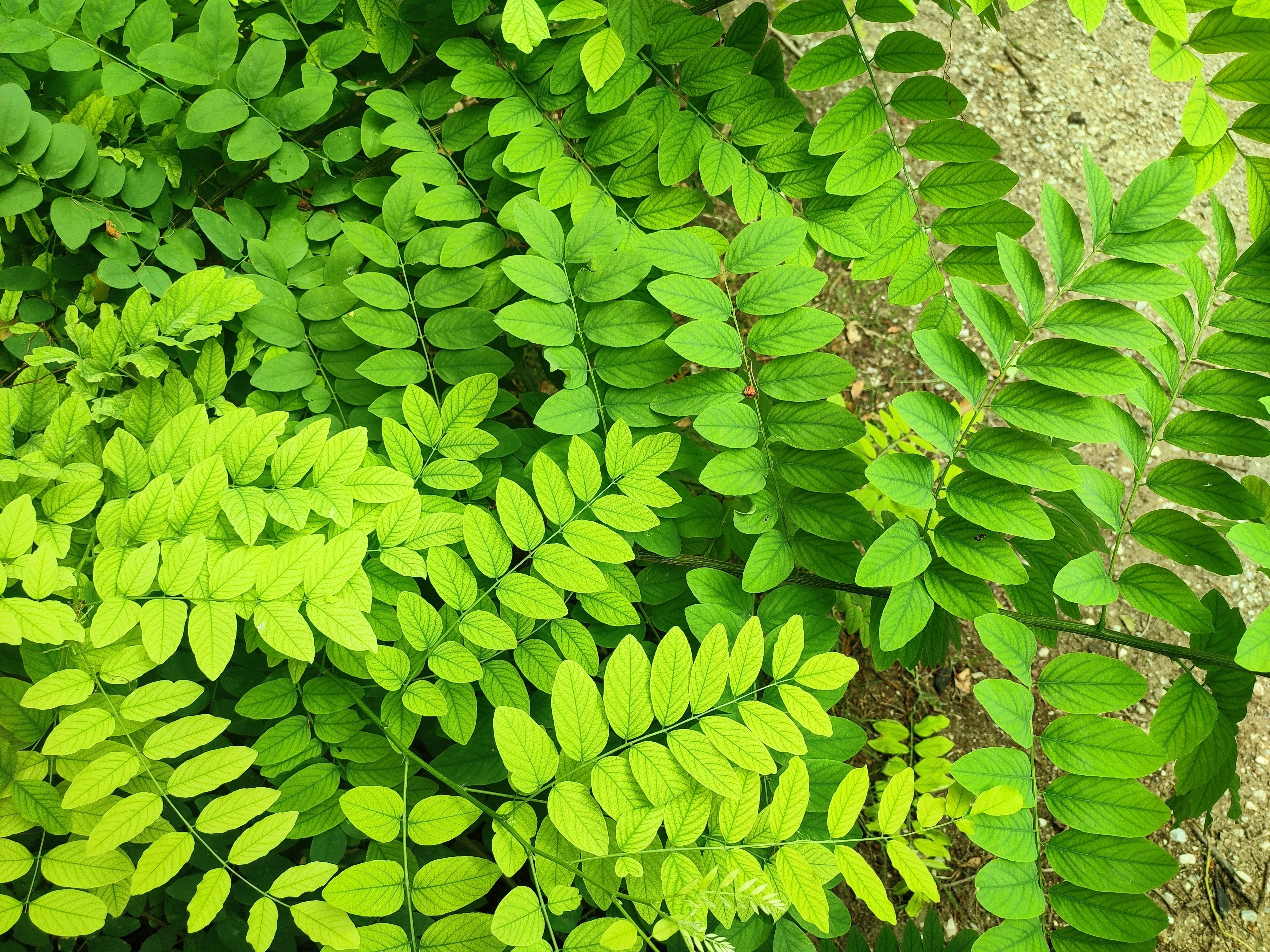25 Flowering BLACK LOCUST TREE (Yellow Locust / False Acacia) Robinia Pseudoacacia Seeds - Image 5