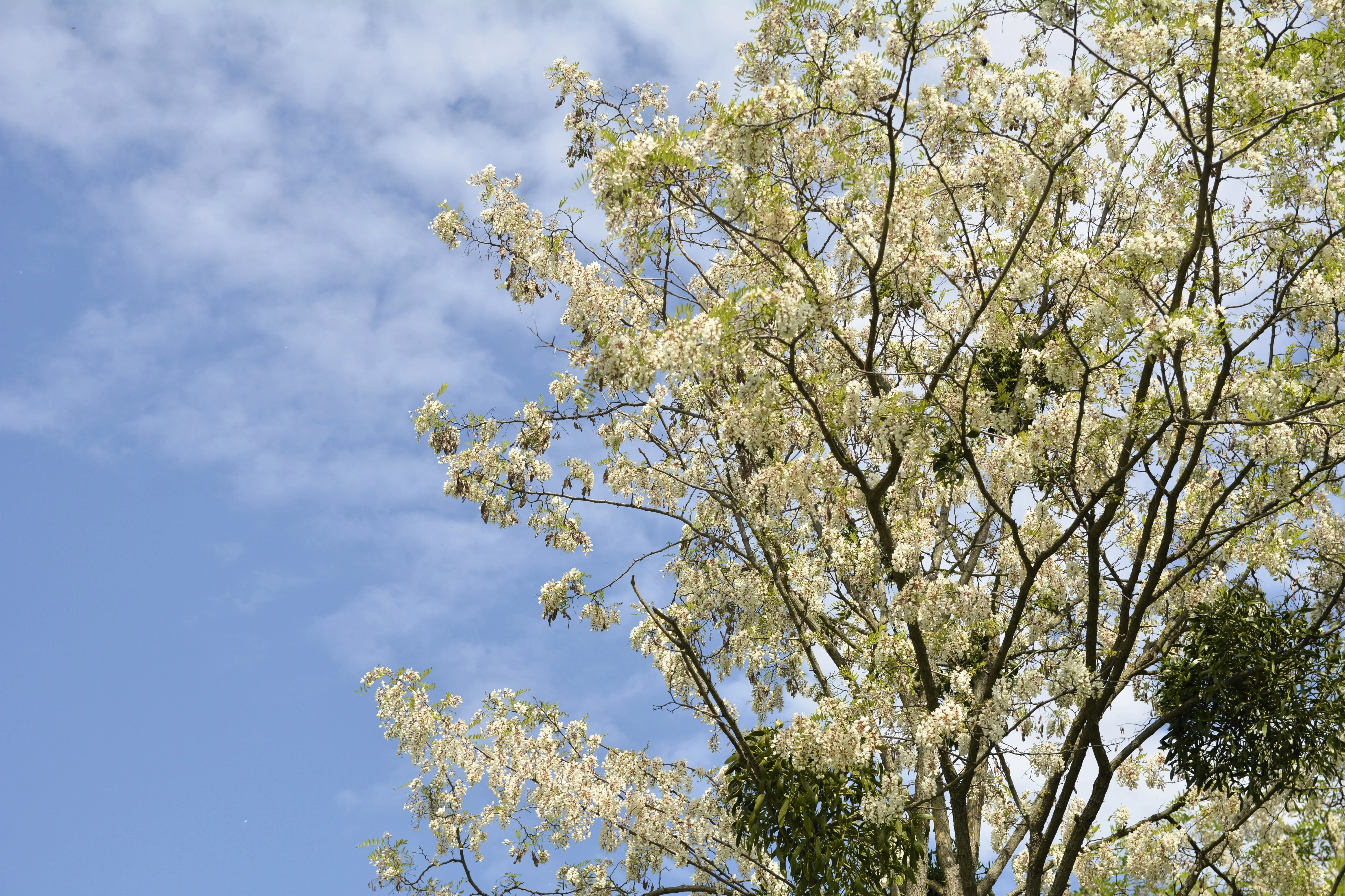 25 Flowering BLACK LOCUST TREE (Yellow Locust / False Acacia) Robinia Pseudoacacia Seeds - Image 6