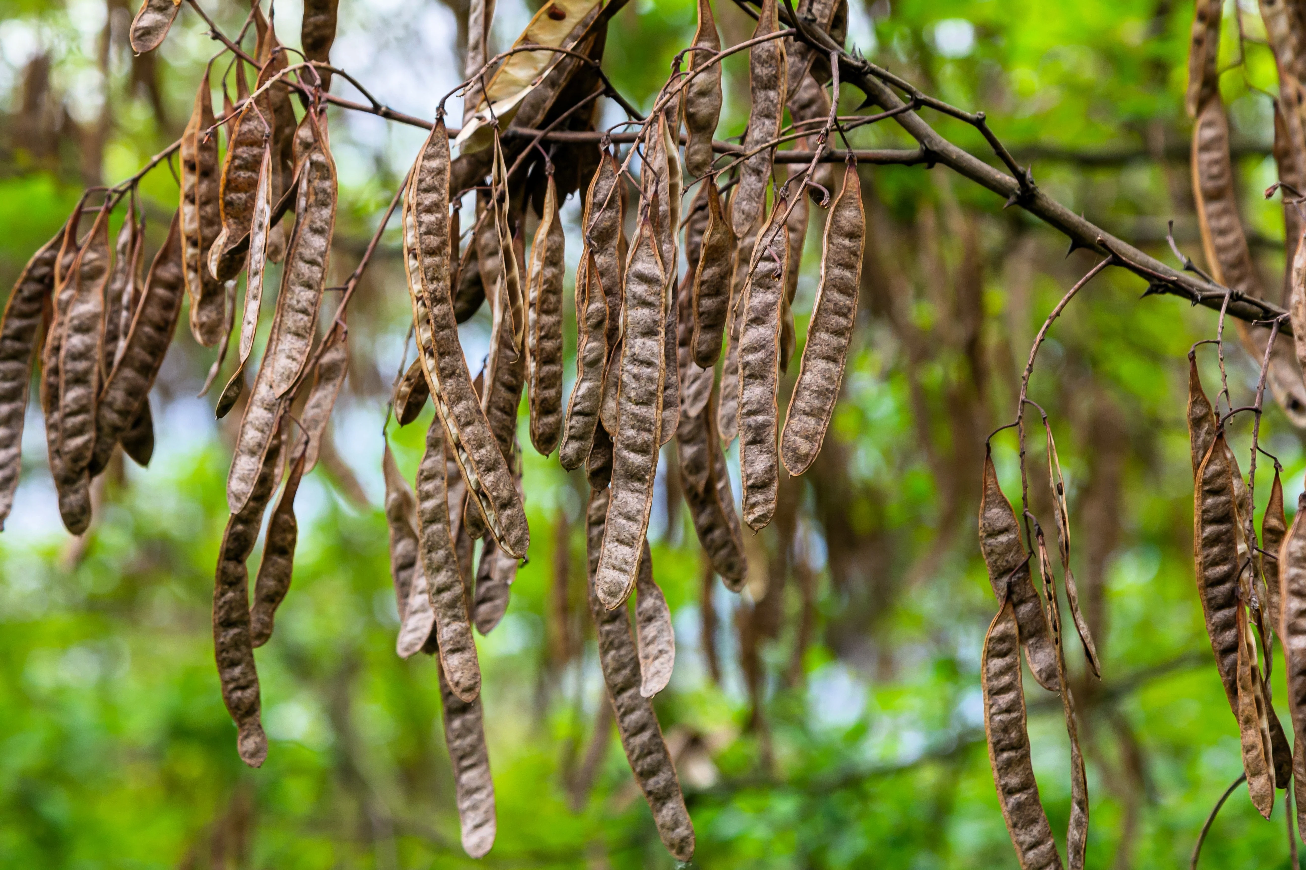 25 Flowering BLACK LOCUST TREE (Yellow Locust / False Acacia) Robinia Pseudoacacia Seeds - Image 8