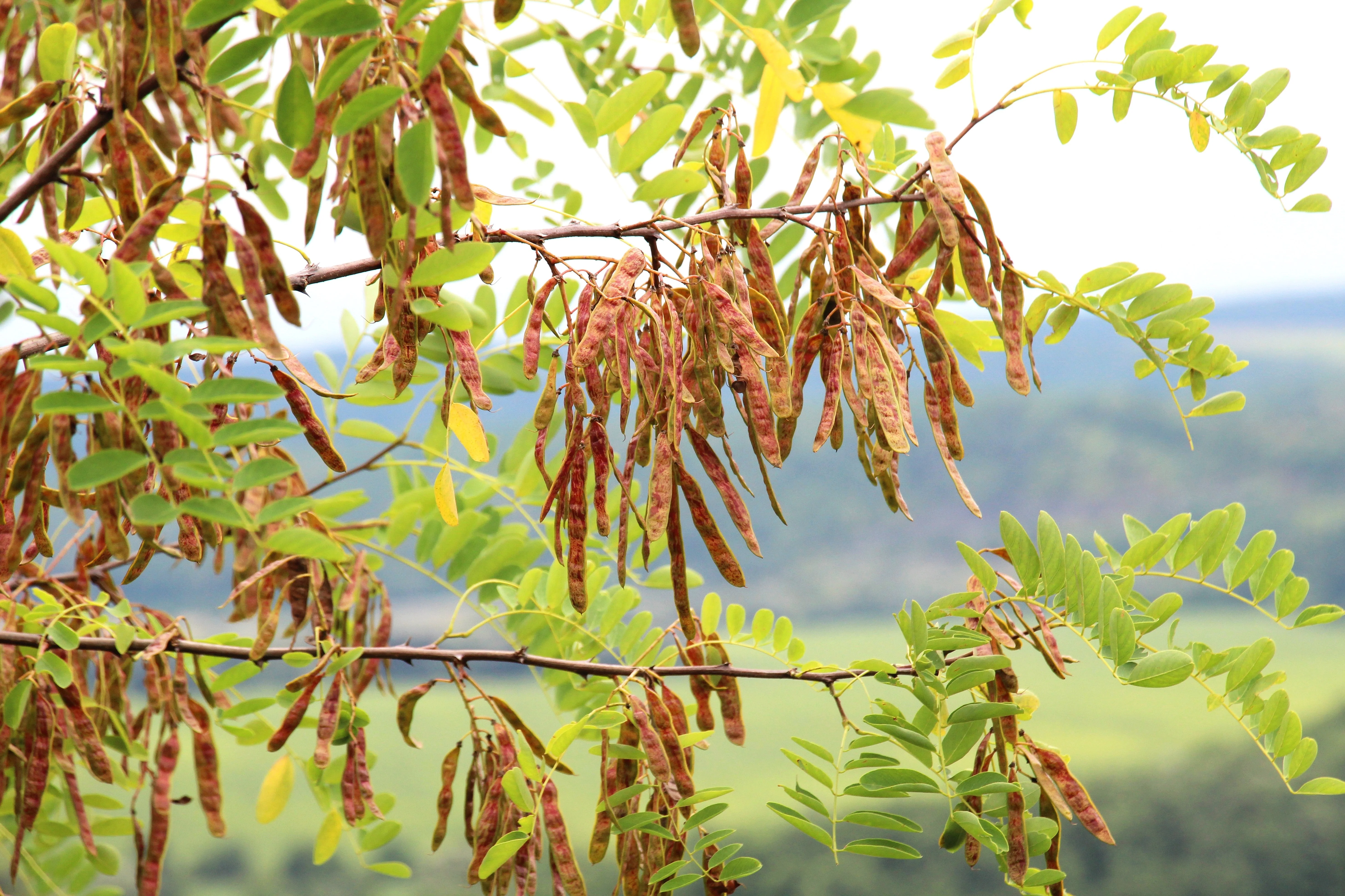 25 Flowering BLACK LOCUST TREE (Yellow Locust / False Acacia) Robinia Pseudoacacia Seeds - Image 9