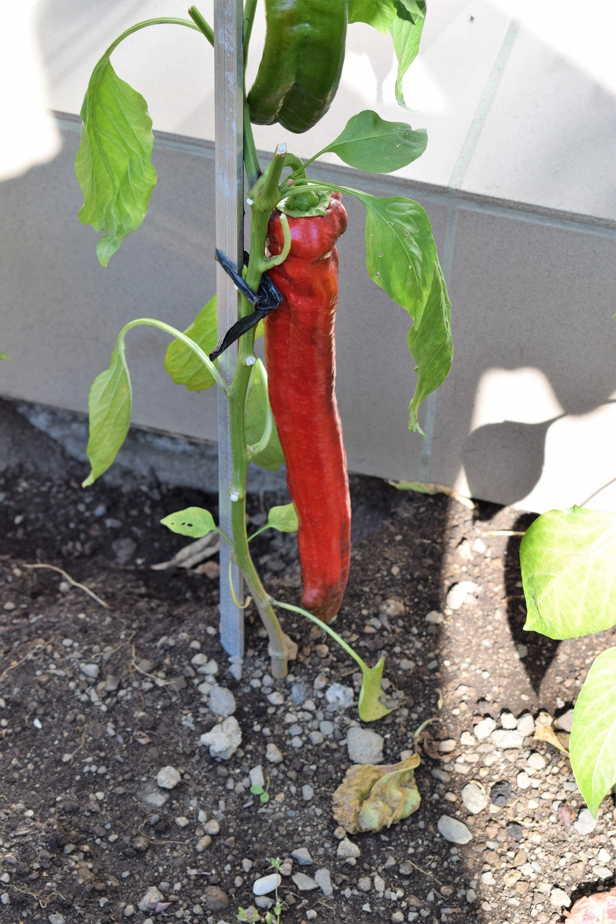 25 GIANT ACONCAGUA PEPPER Up to 12" Long Caspsicum Annuum Green Yellow Orange Red Vegetable Seeds - Image 2