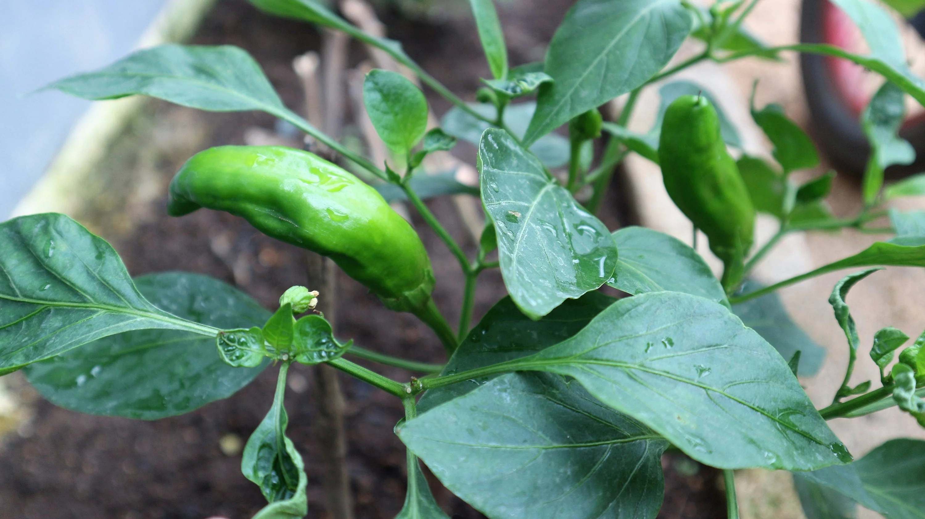 25 GIANT ACONCAGUA PEPPER Up to 12" Long Caspsicum Annuum Green Yellow Orange Red Vegetable Seeds - Image 4