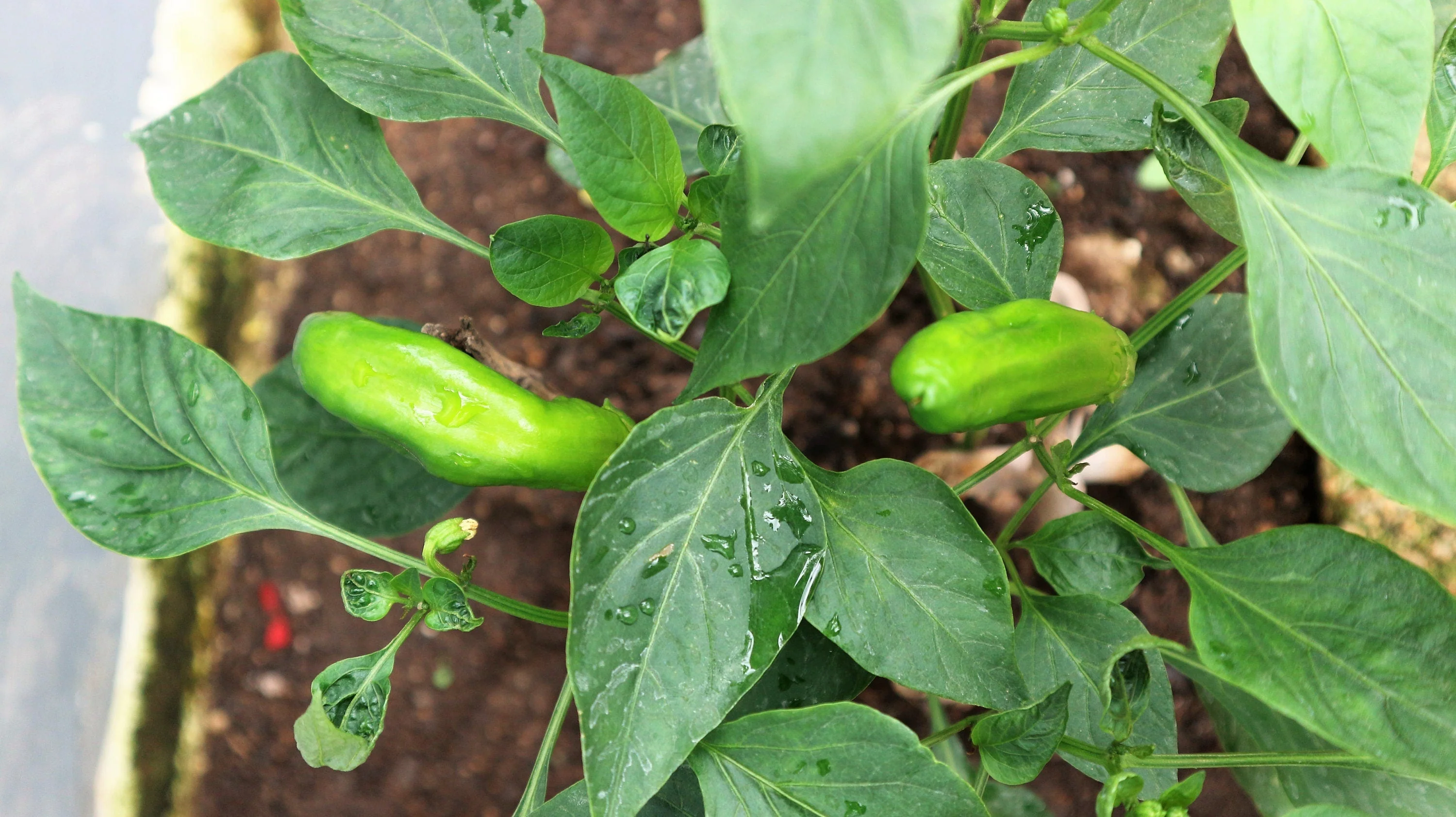 25 GIANT ACONCAGUA PEPPER Up to 12" Long Caspsicum Annuum Green Yellow Orange Red Vegetable Seeds - Image 5