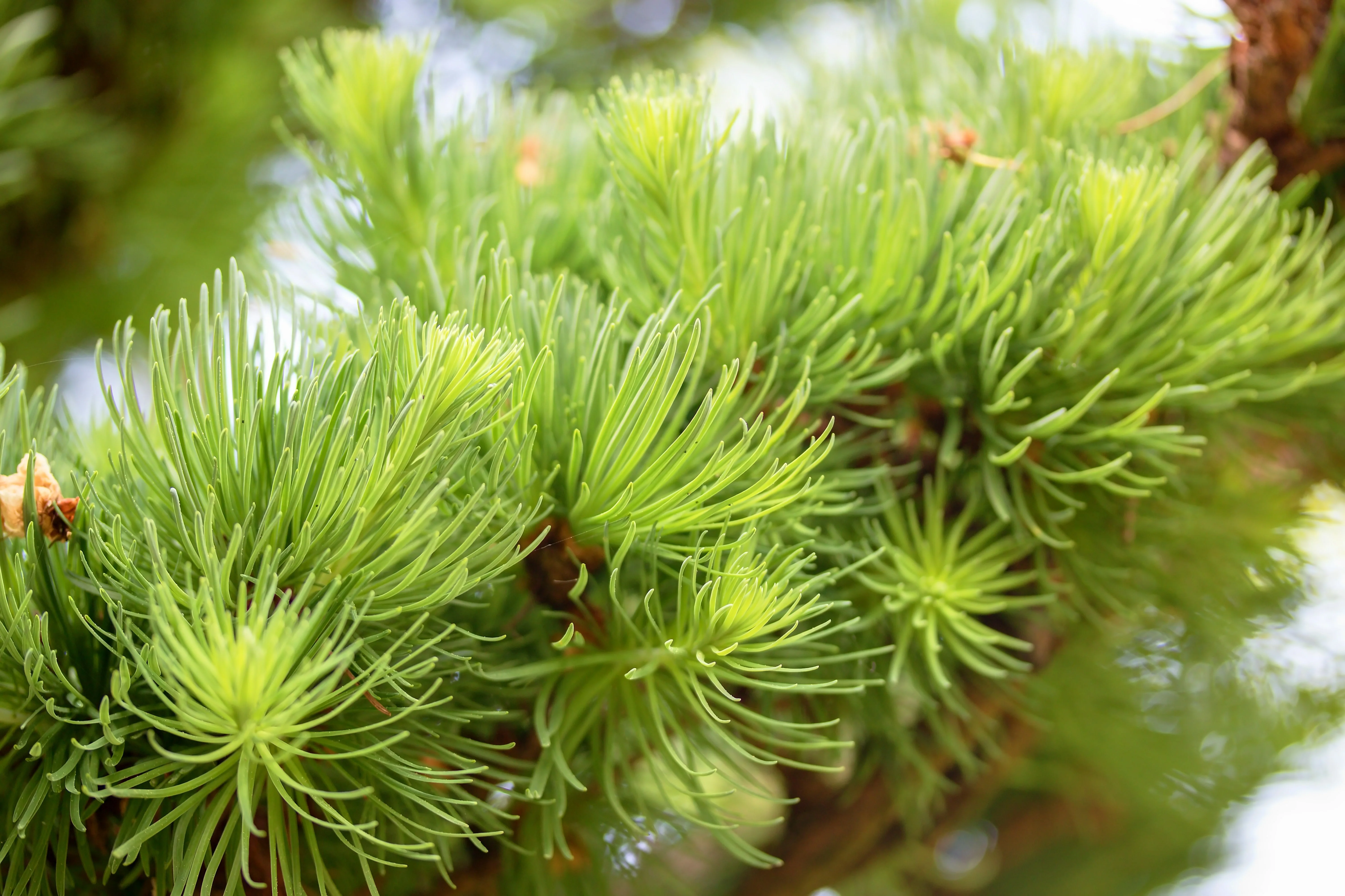 25 JAPANESE LARCH TREE Conifer Pine Cones Bonsai Larix Kaempferi Seeds - Image 3