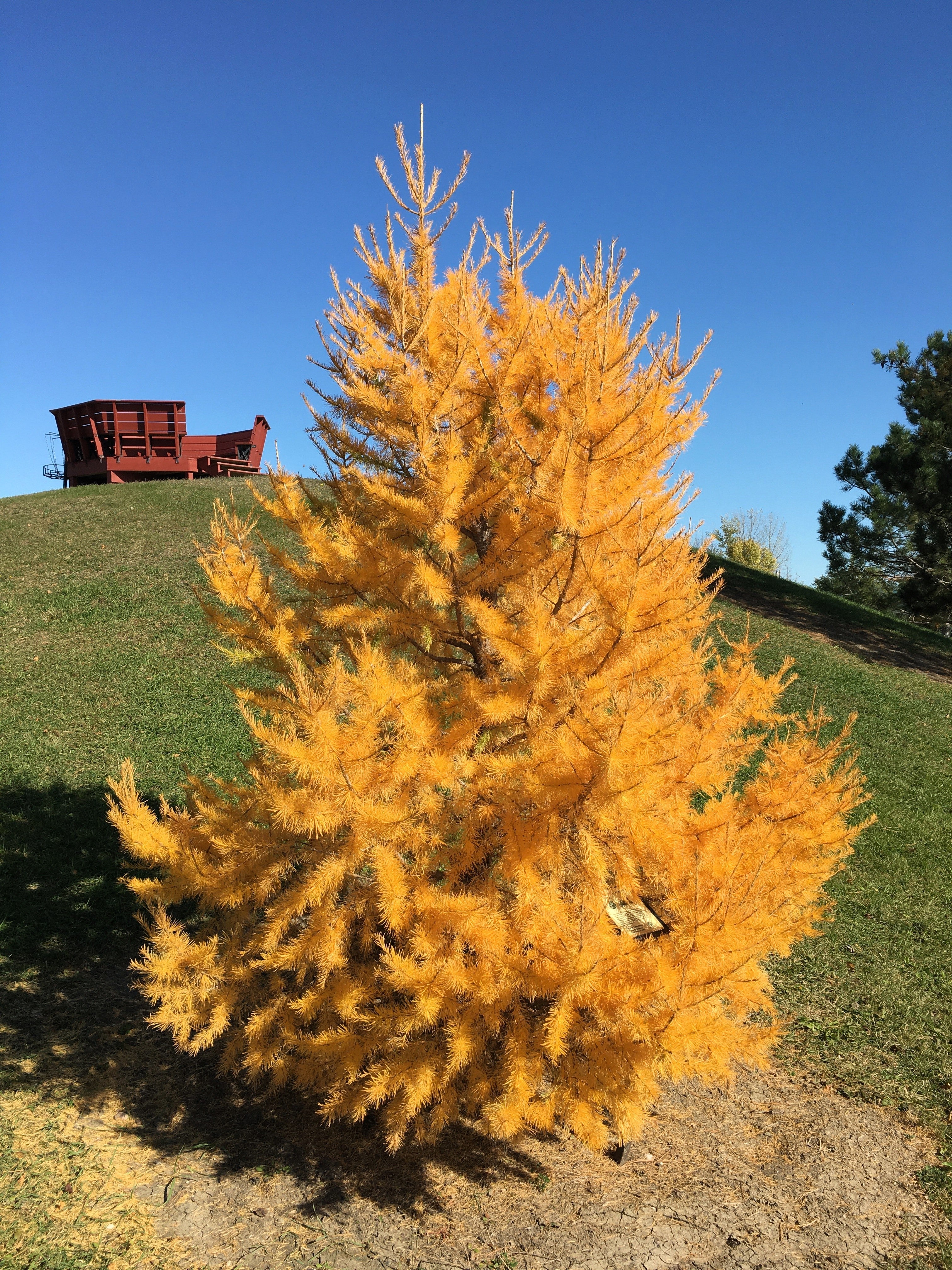 25 JAPANESE LARCH TREE Conifer Pine Cones Bonsai Larix Kaempferi Seeds - Image 4