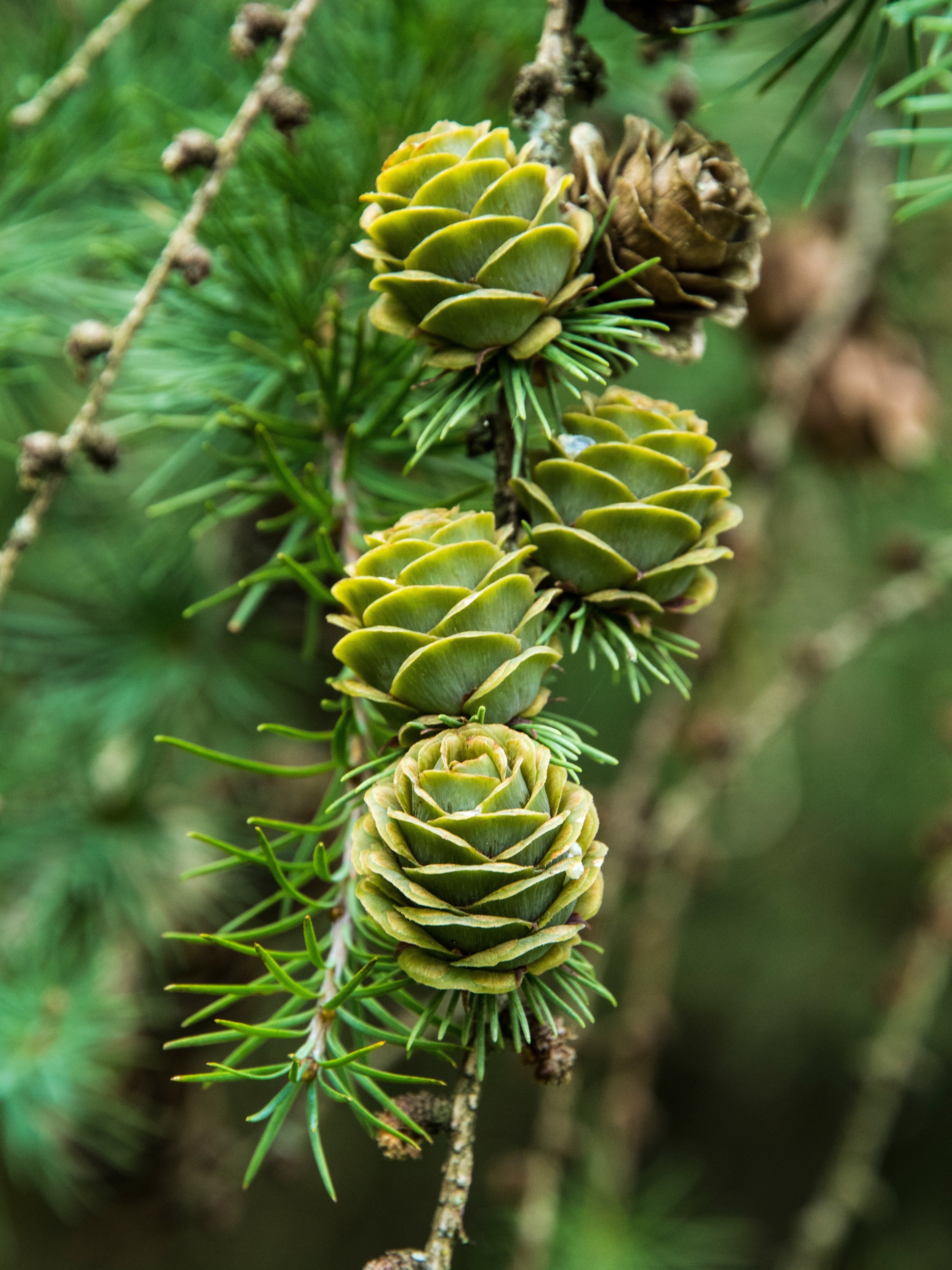 25 JAPANESE LARCH TREE Conifer Pine Cones Bonsai Larix Kaempferi Seeds - Image 5