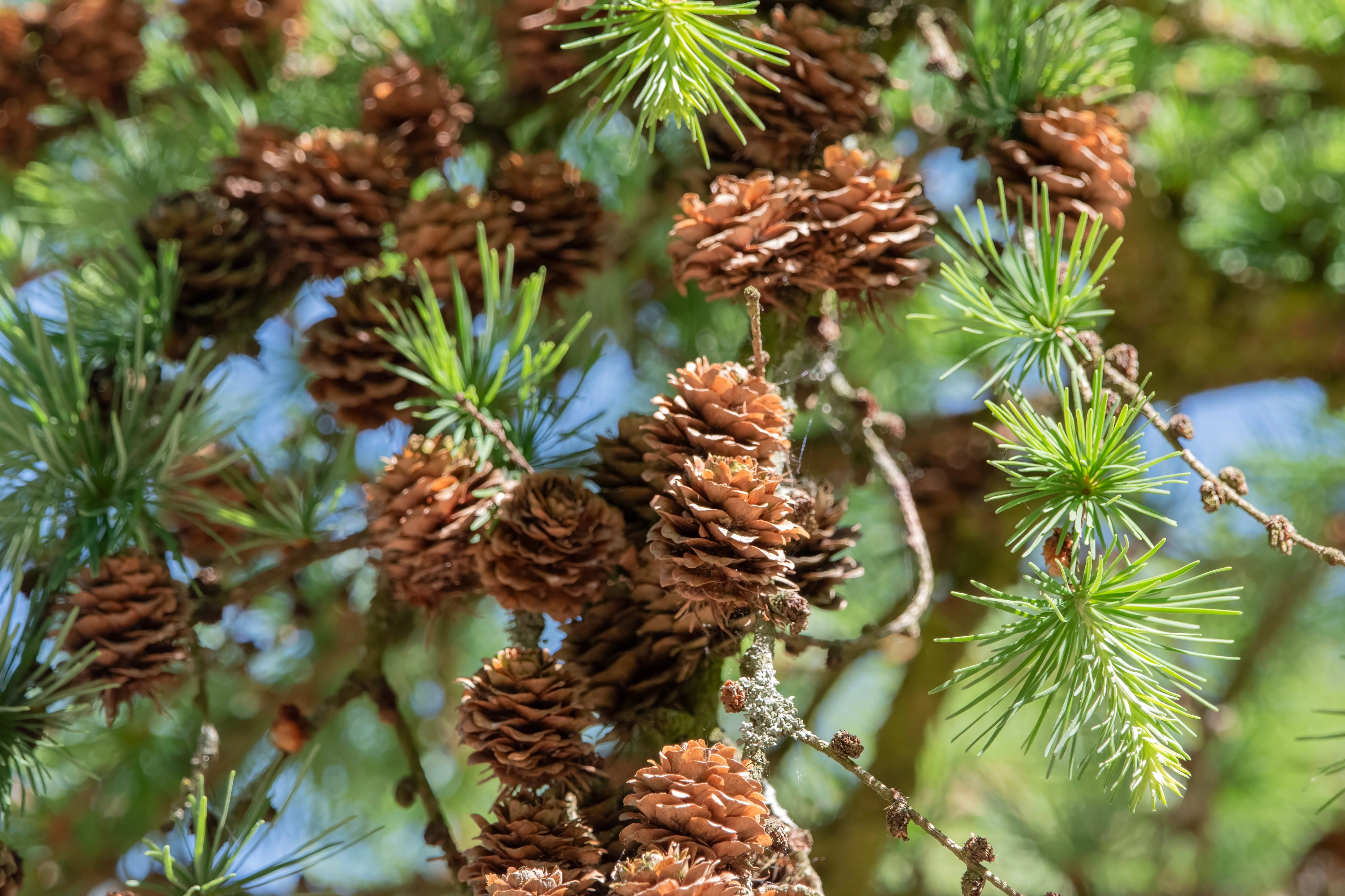 25 JAPANESE LARCH TREE Conifer Pine Cones Bonsai Larix Kaempferi Seeds - Image 6