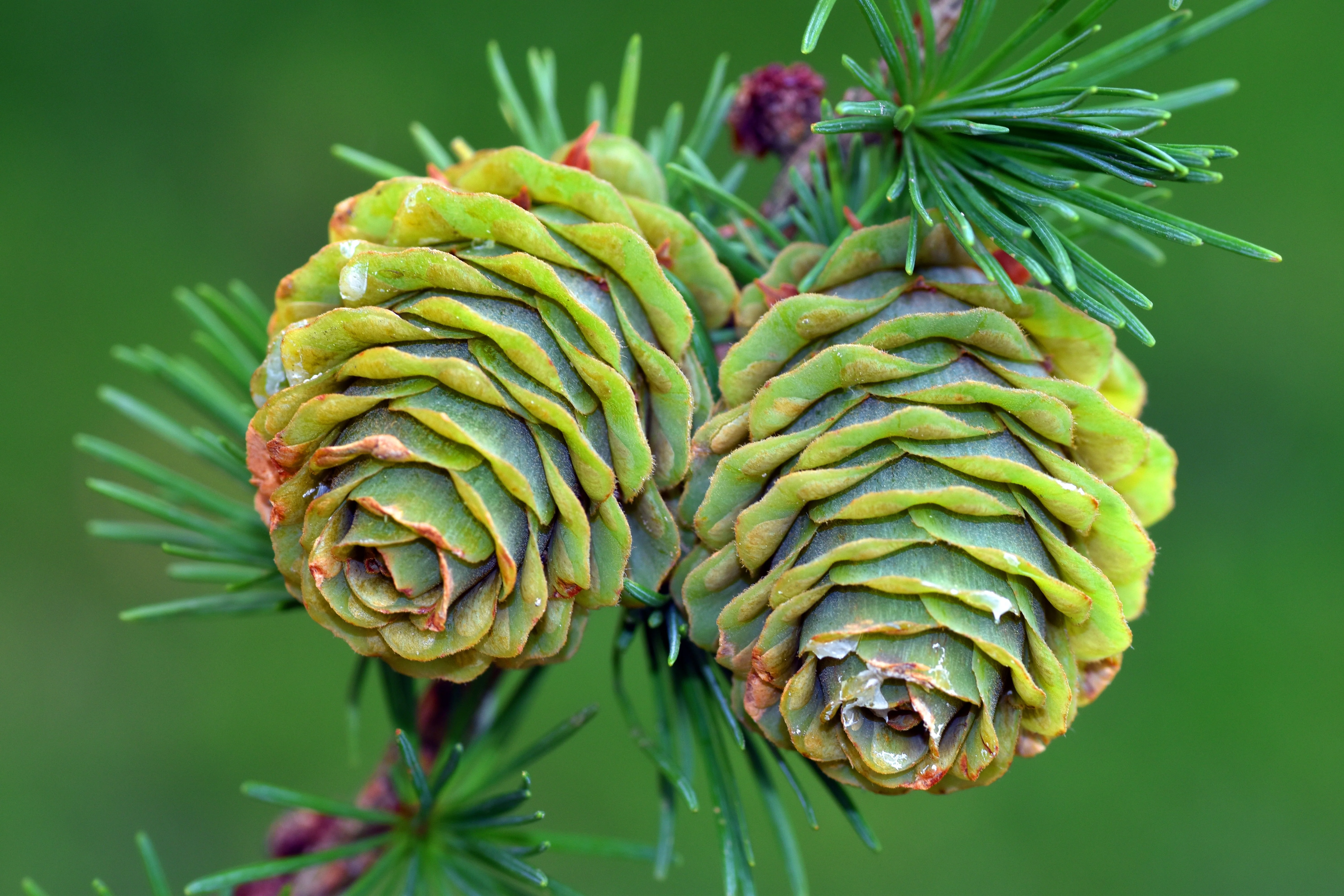 25 JAPANESE LARCH TREE Conifer Pine Cones Bonsai Larix Kaempferi Seeds - Image 7