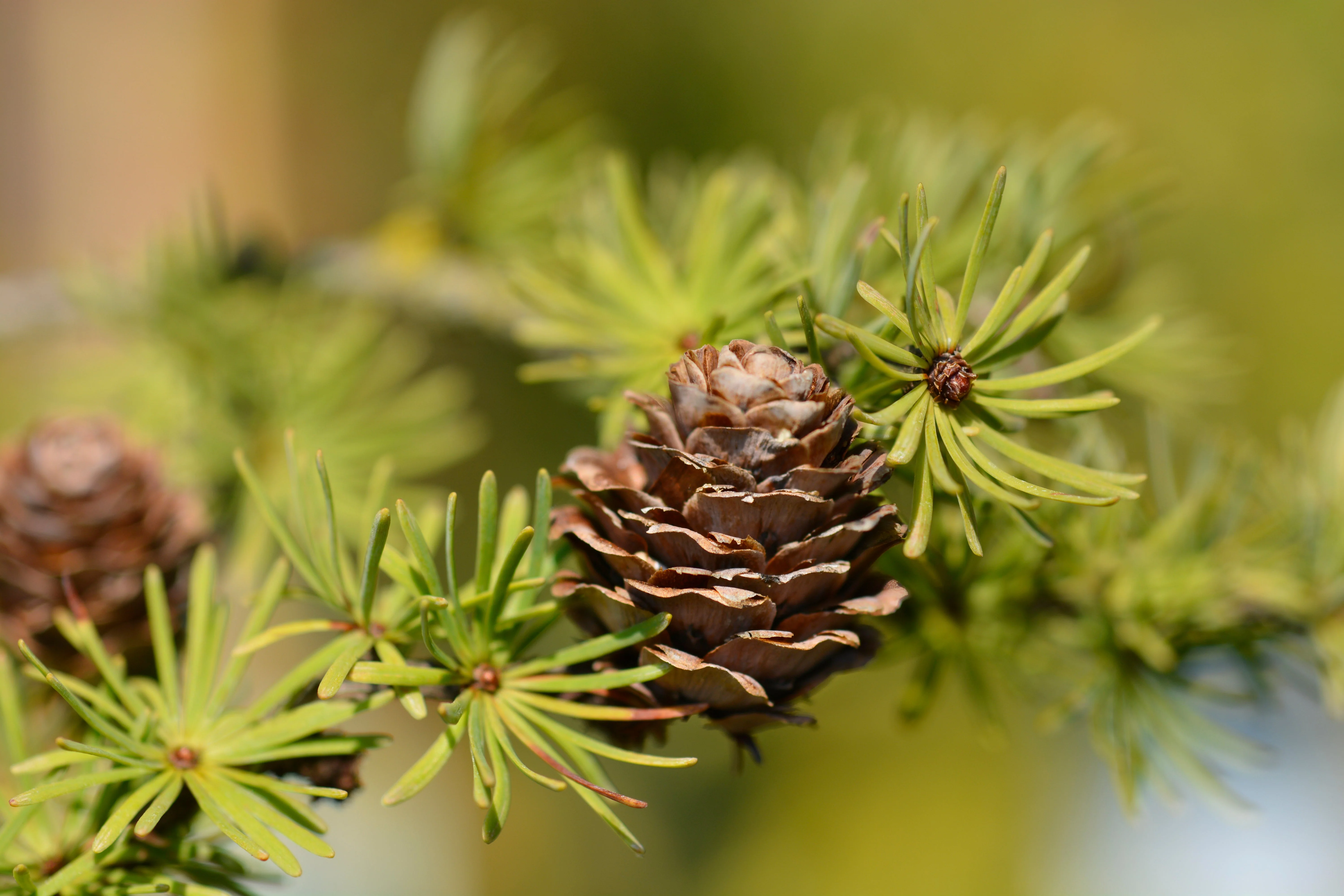 25 JAPANESE LARCH TREE Conifer Pine Cones Bonsai Larix Kaempferi Seeds - Image 8