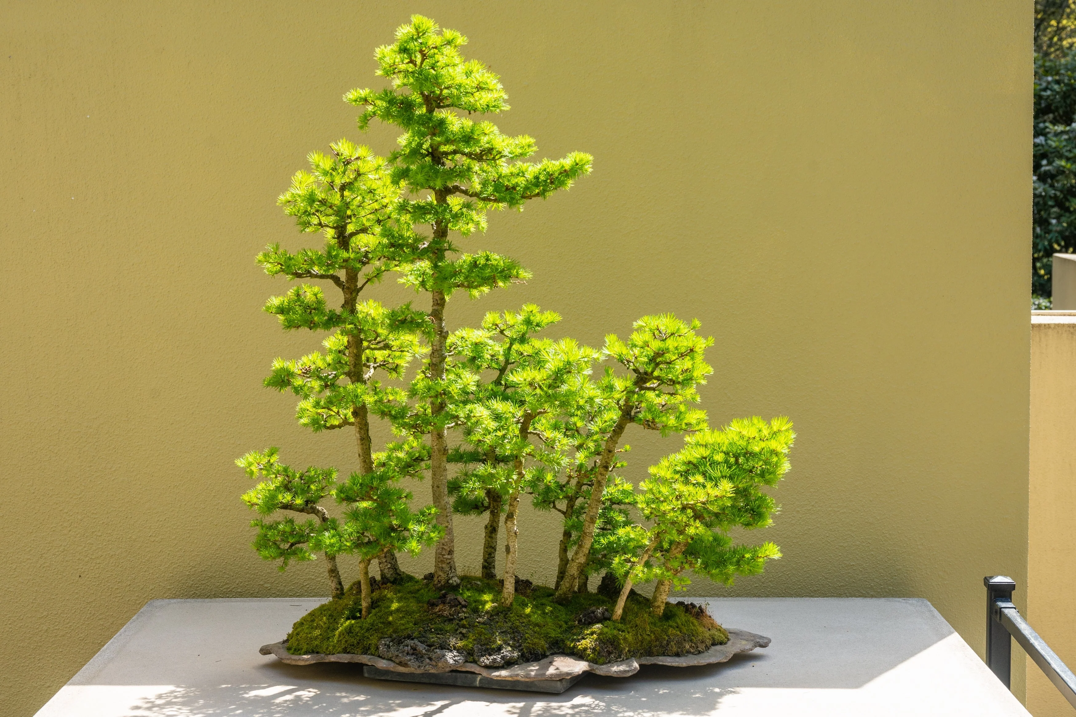 25 JAPANESE LARCH TREE Conifer Pine Cones Bonsai Larix Kaempferi Seeds - Image 9