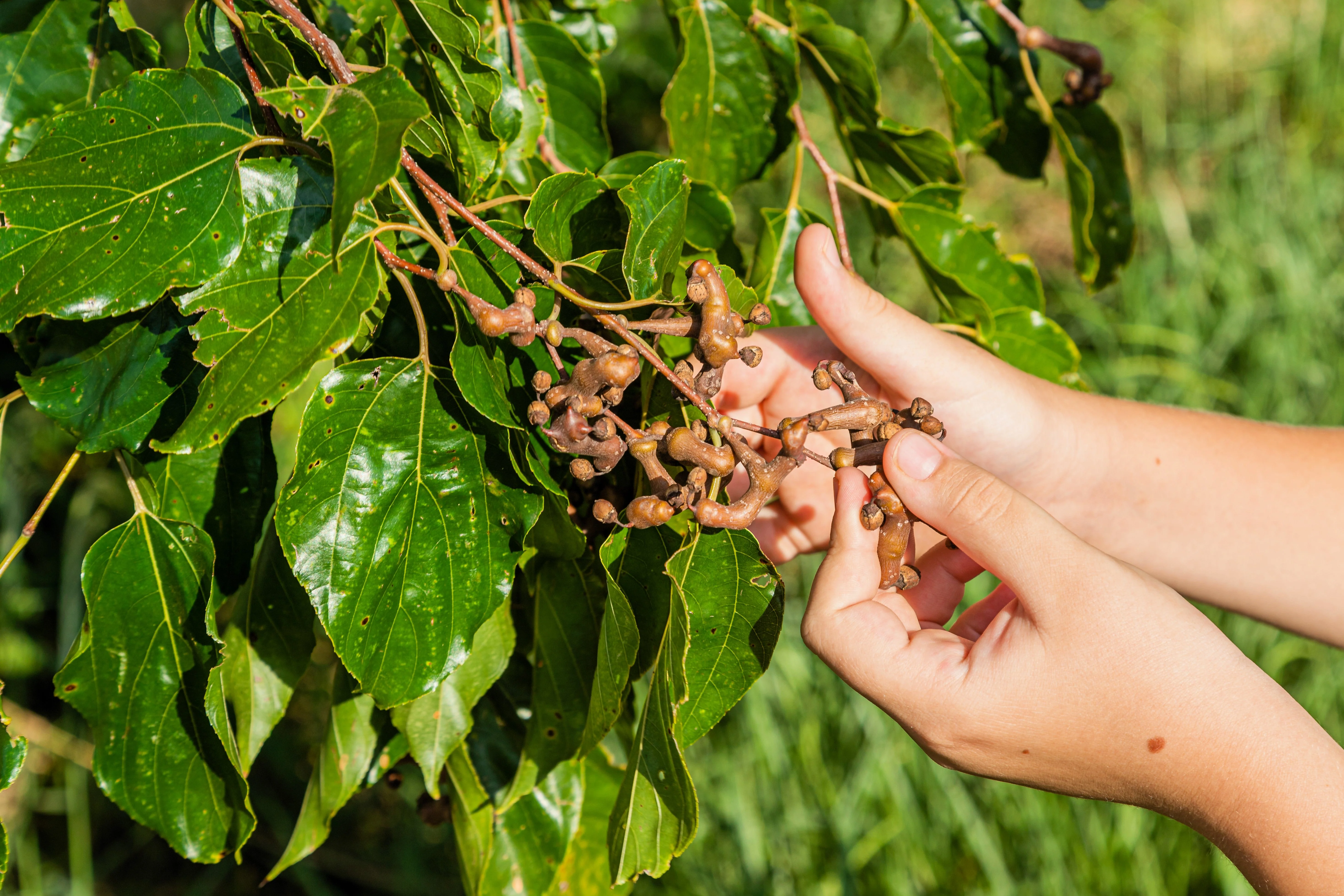 25 JAPANESE RAISIN TREE Edible Fruit Oriental Honey Flowers Hovenia Dulcis Seeds - Image 2