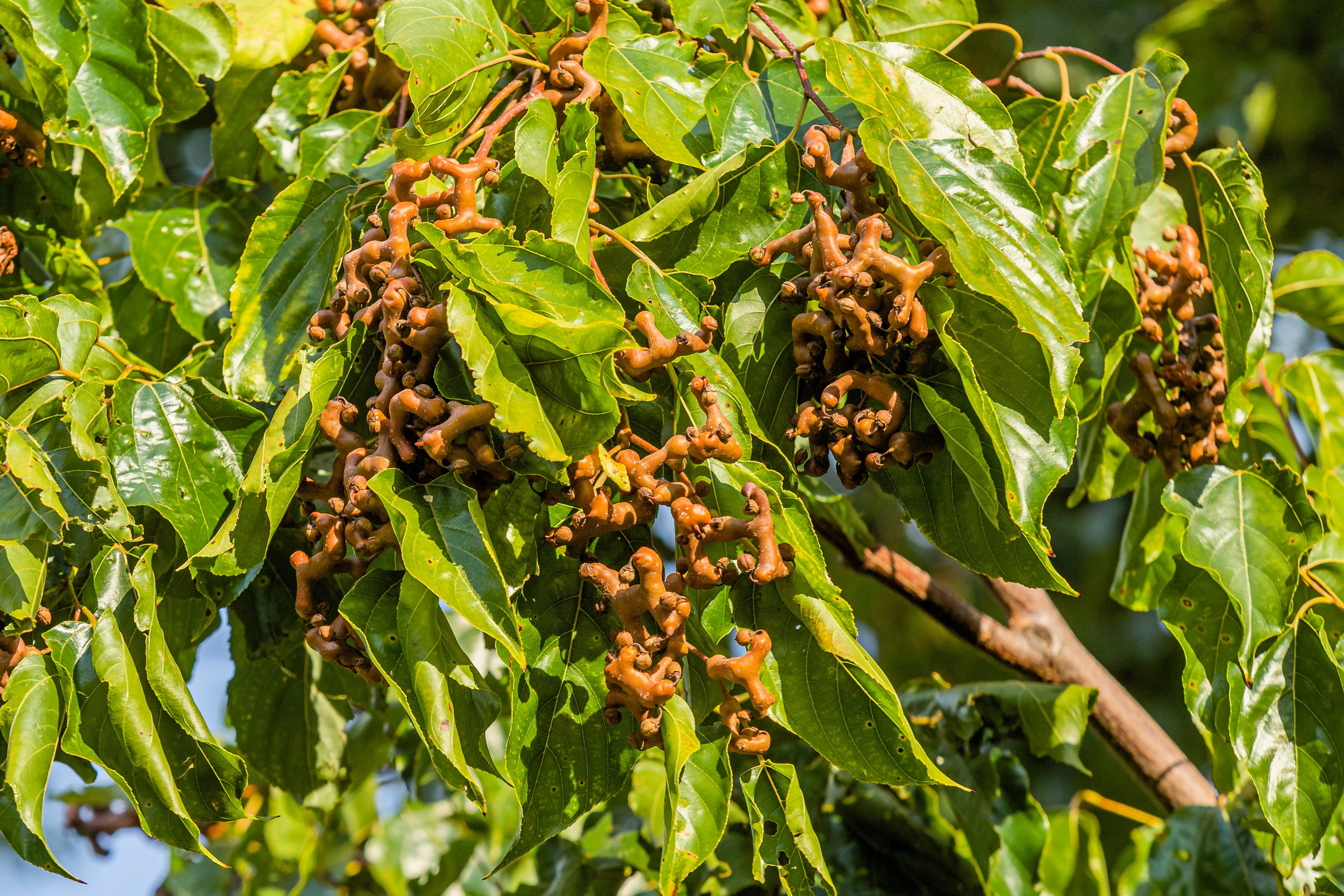 25 JAPANESE RAISIN TREE Edible Fruit Oriental Honey Flowers Hovenia Dulcis Seeds - Image 3
