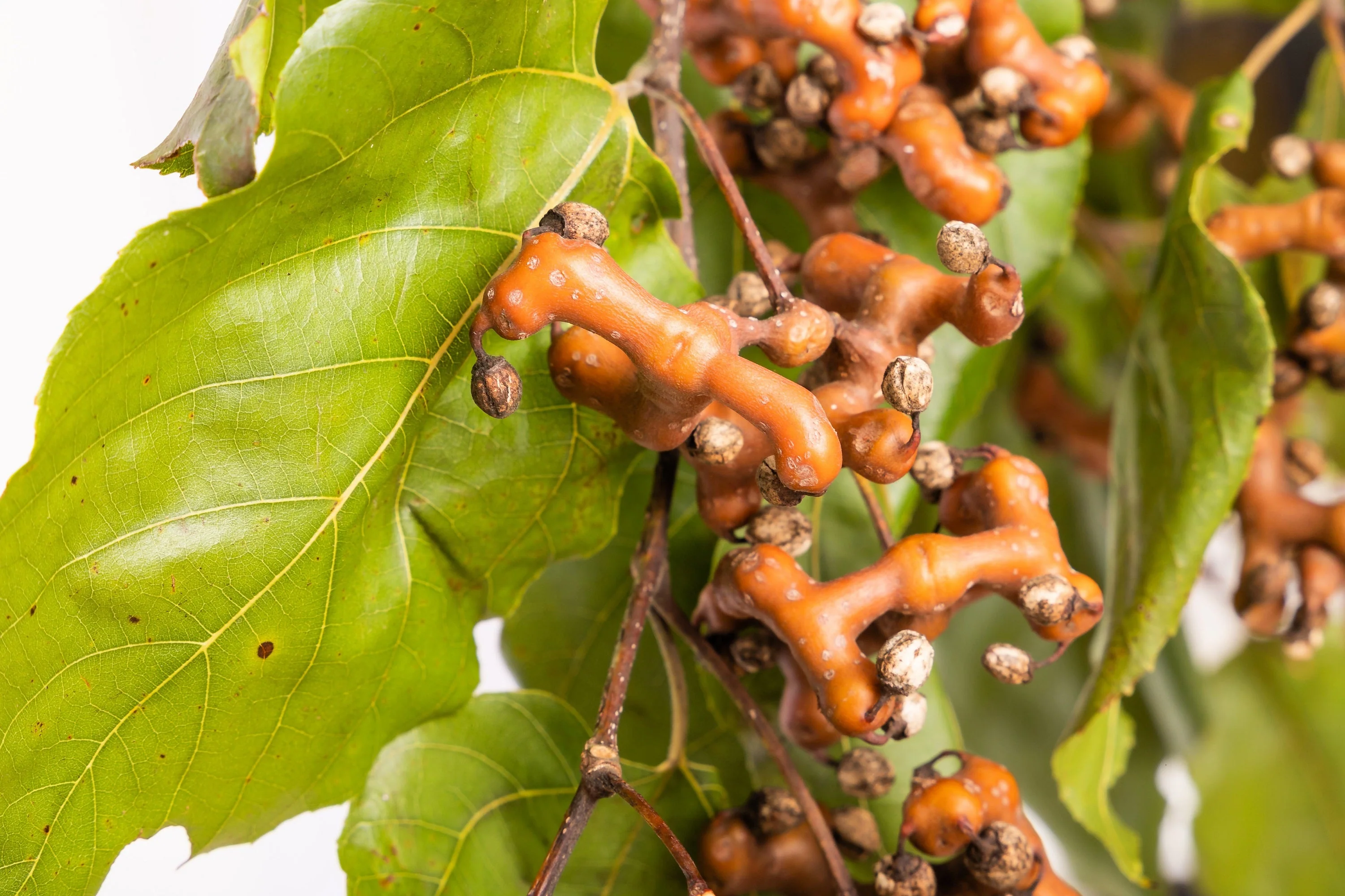 25 JAPANESE RAISIN TREE Edible Fruit Oriental Honey Flowers Hovenia Dulcis Seeds - Image 4