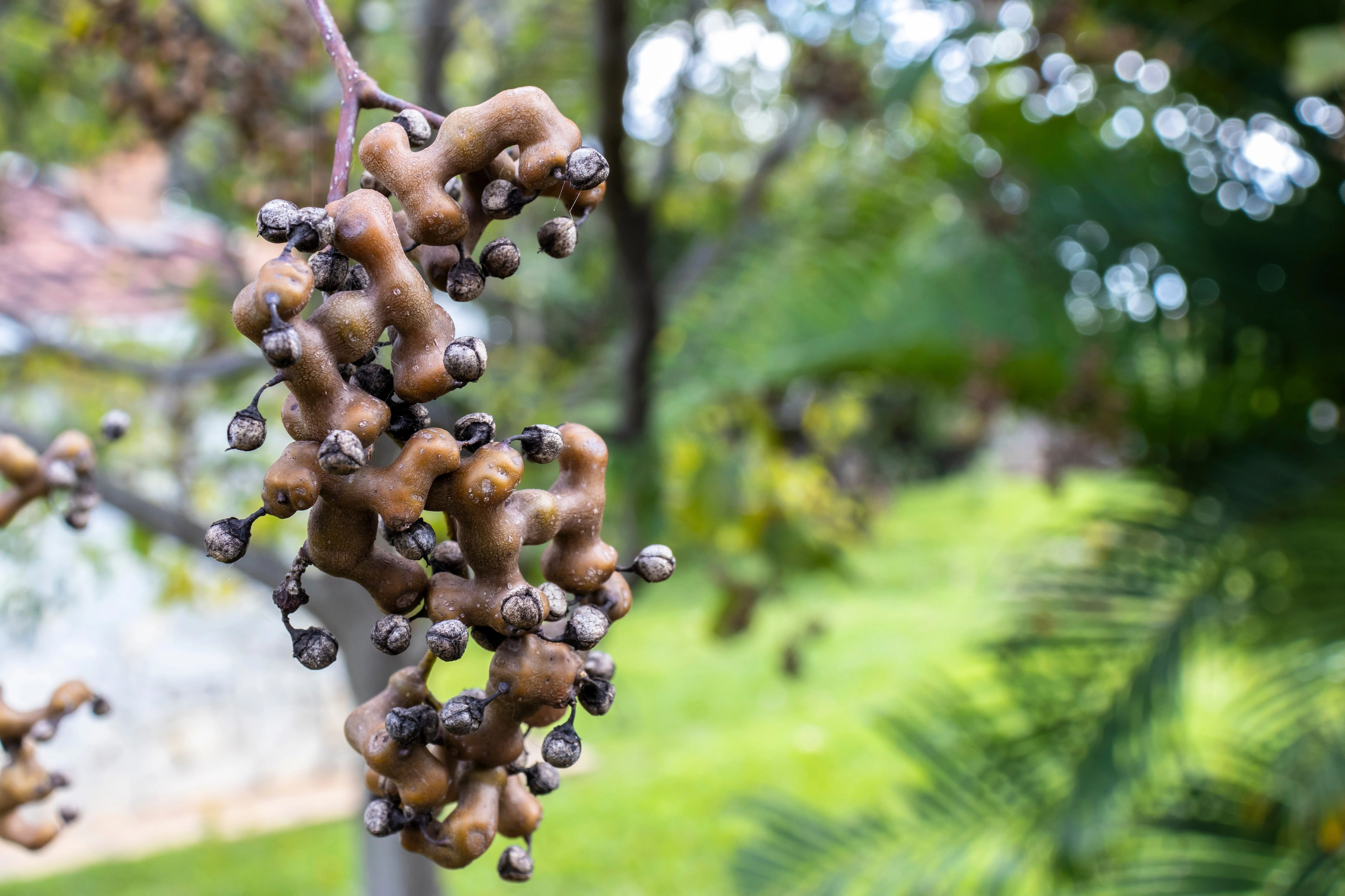 25 JAPANESE RAISIN TREE Edible Fruit Oriental Honey Flowers Hovenia Dulcis Seeds - Image 5