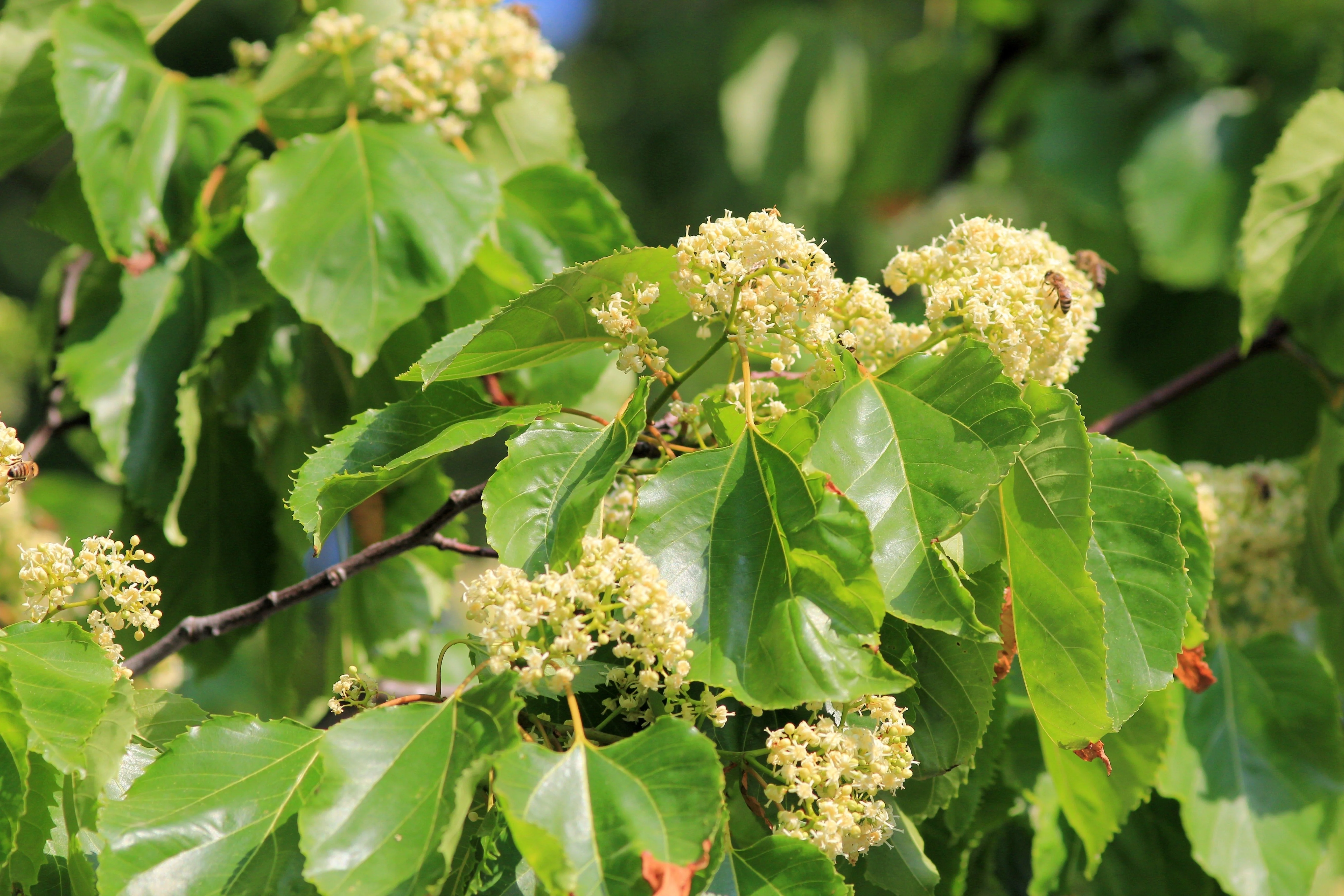 25 JAPANESE RAISIN TREE Edible Fruit Oriental Honey Flowers Hovenia Dulcis Seeds - Image 6