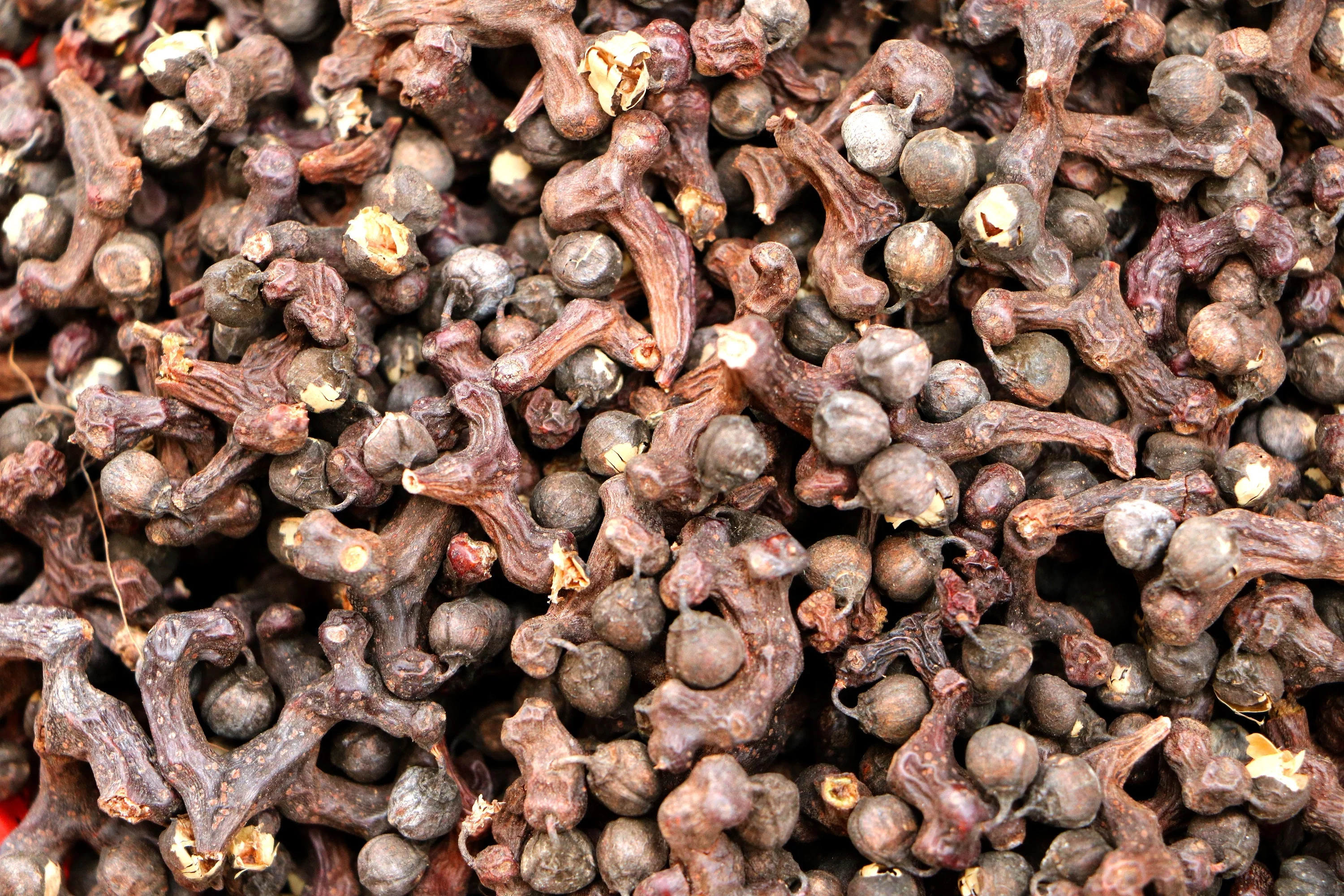 25 JAPANESE RAISIN TREE Edible Fruit Oriental Honey Flowers Hovenia Dulcis Seeds - Image 7