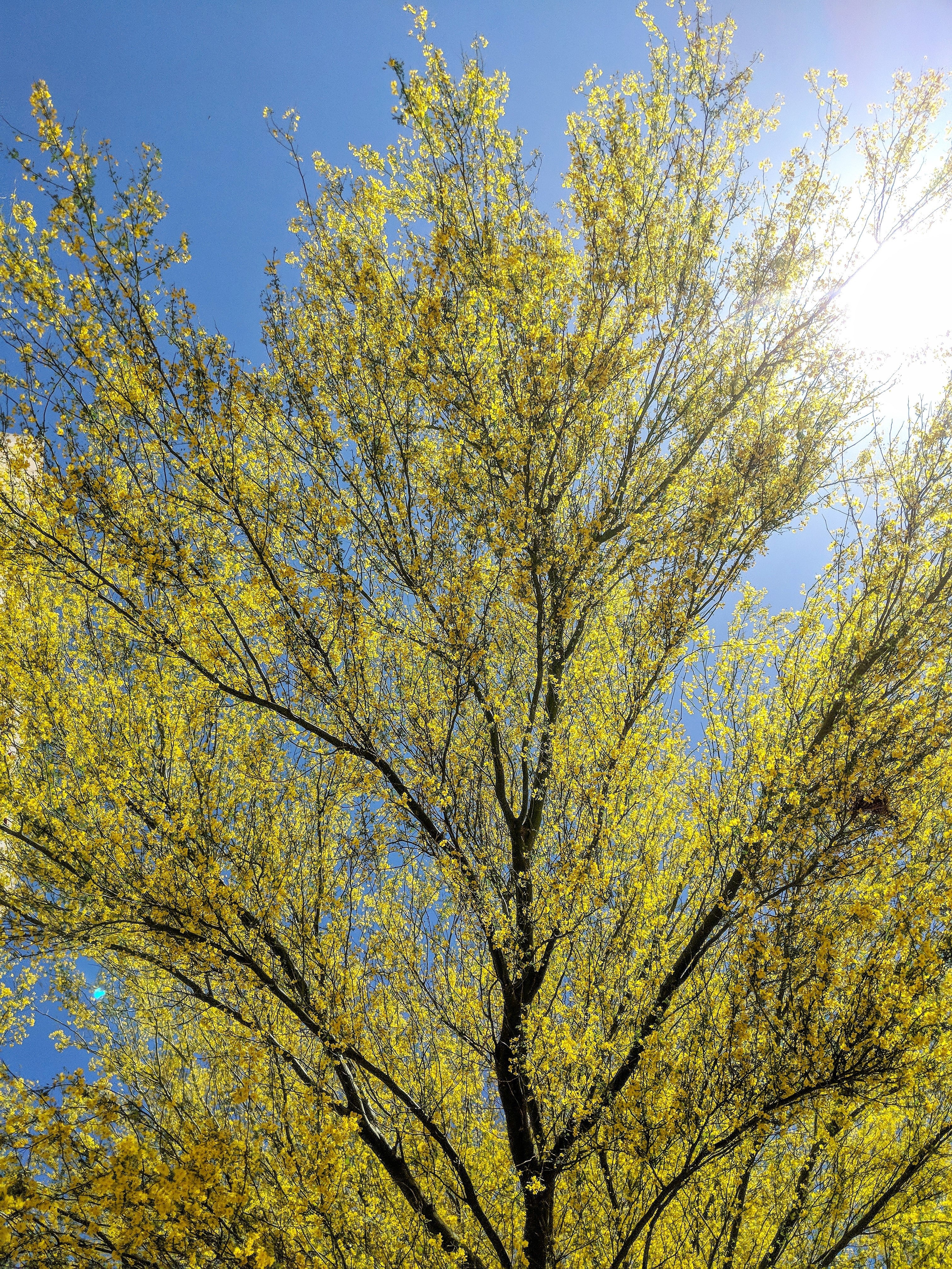 25 JERUSALEM THORN TREE Mexican Palo Verde Parkinsonia Aculeata Yellow & Red Flower Large Shrub Small Tree Legume Seeds - Image 10