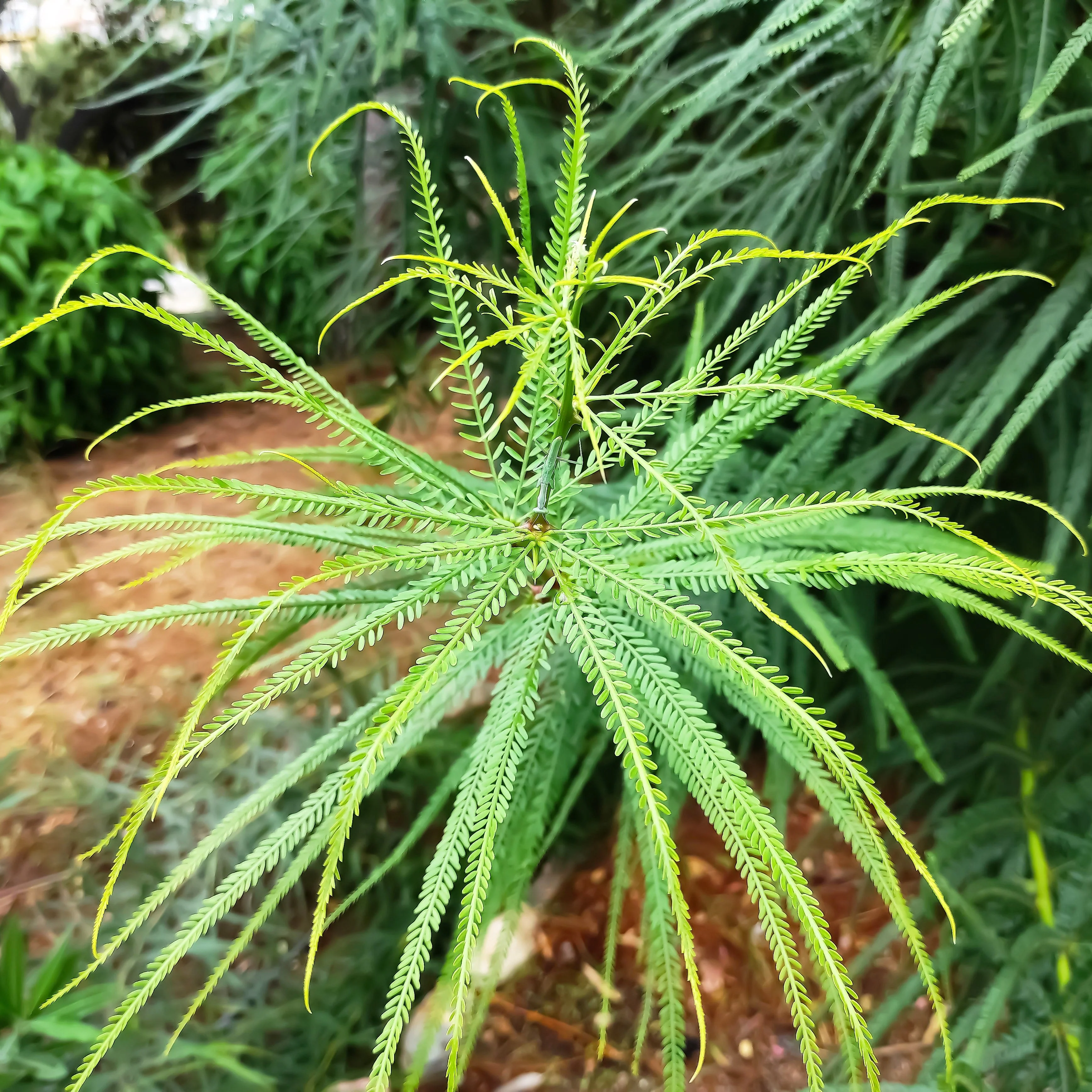 25 JERUSALEM THORN TREE Mexican Palo Verde Parkinsonia Aculeata Yellow & Red Flower Large Shrub Small Tree Legume Seeds - Image 11